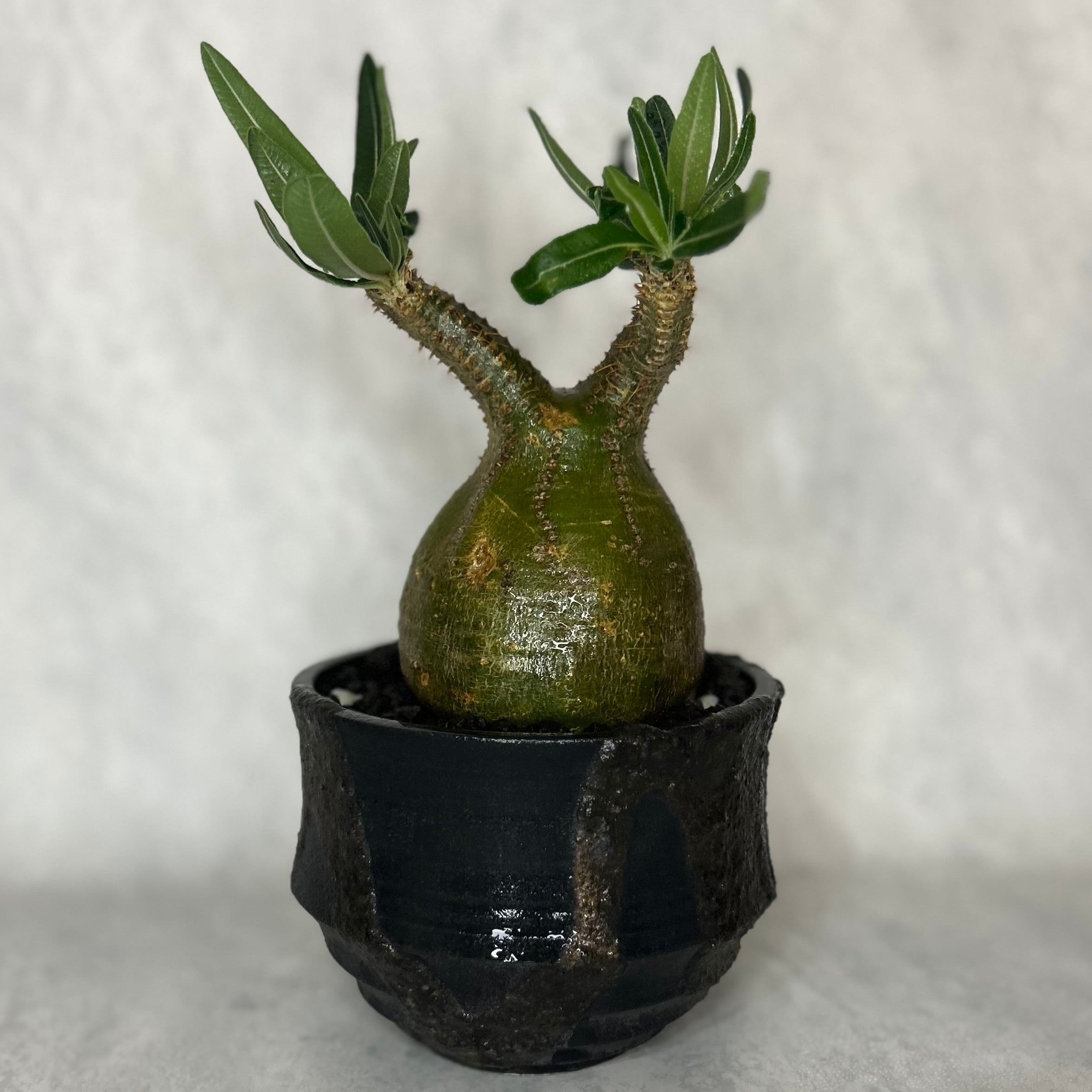 パキポディウム グラキリス4.5号(信楽焼鉢入り) | PLARE