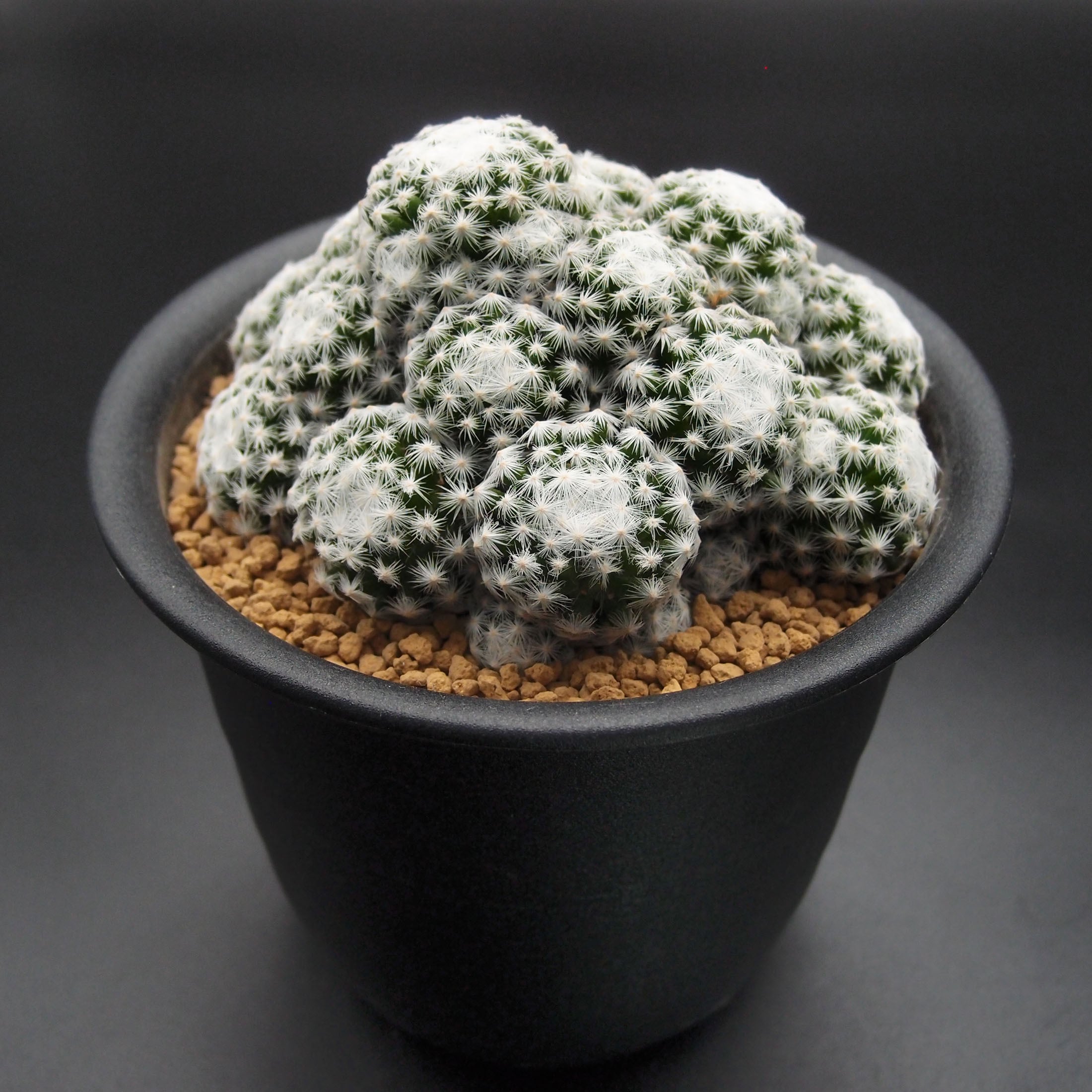 姫春星(ひめはるぼし)：マミラリア属 (B01) | 万緑 BAN RYOKU