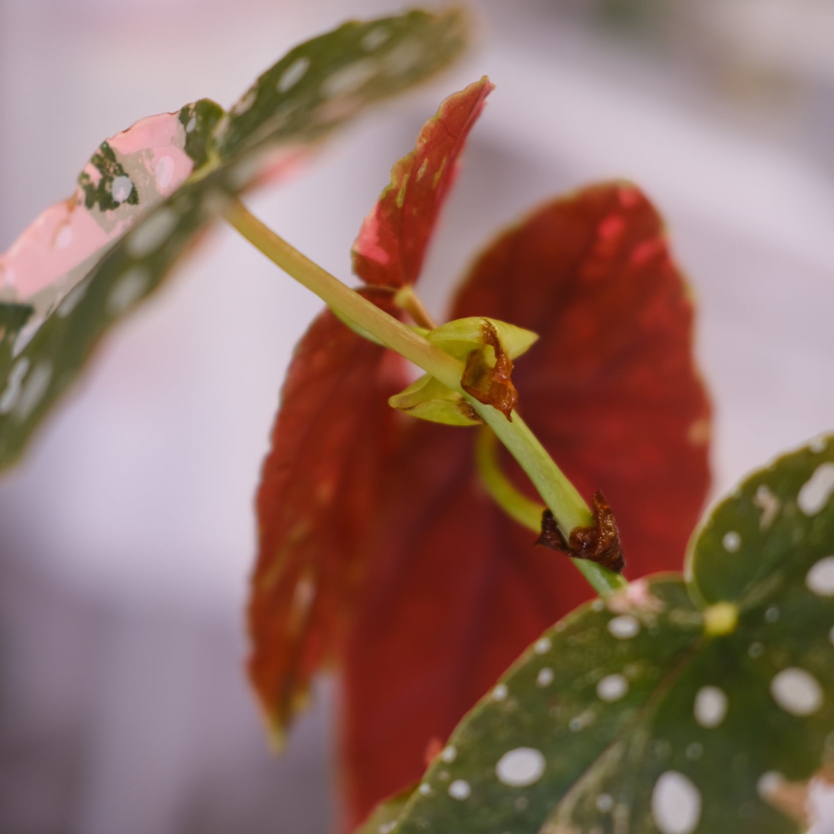 ゆ*ぅ様 ベゴニア マクラータ斑入り ピンク斑入り Begonia maculata