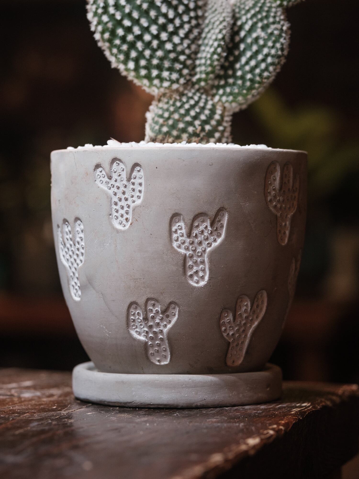 バニーカクタス | LIFE NOSTALGIA