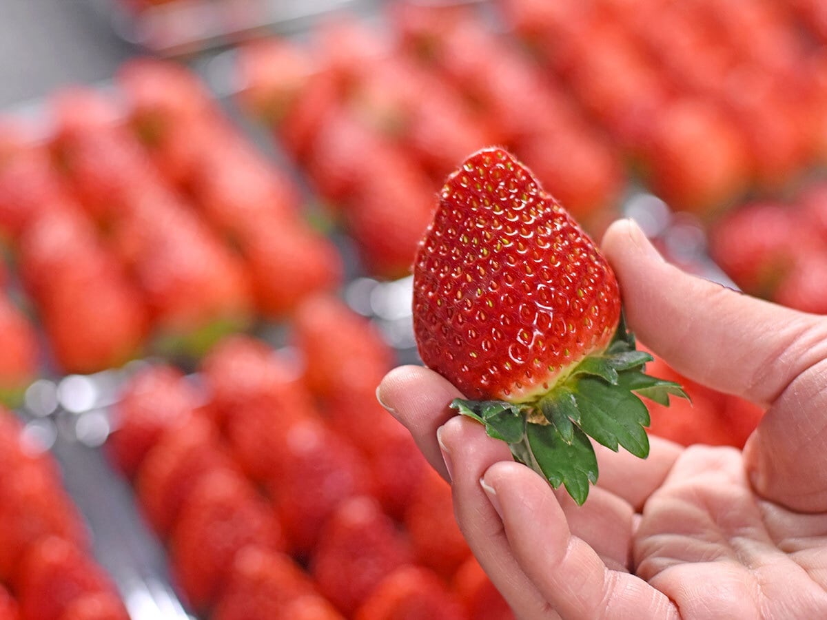 いちごおまとめセットテラヘルツマット2kg 300gカッサステック 朝どり