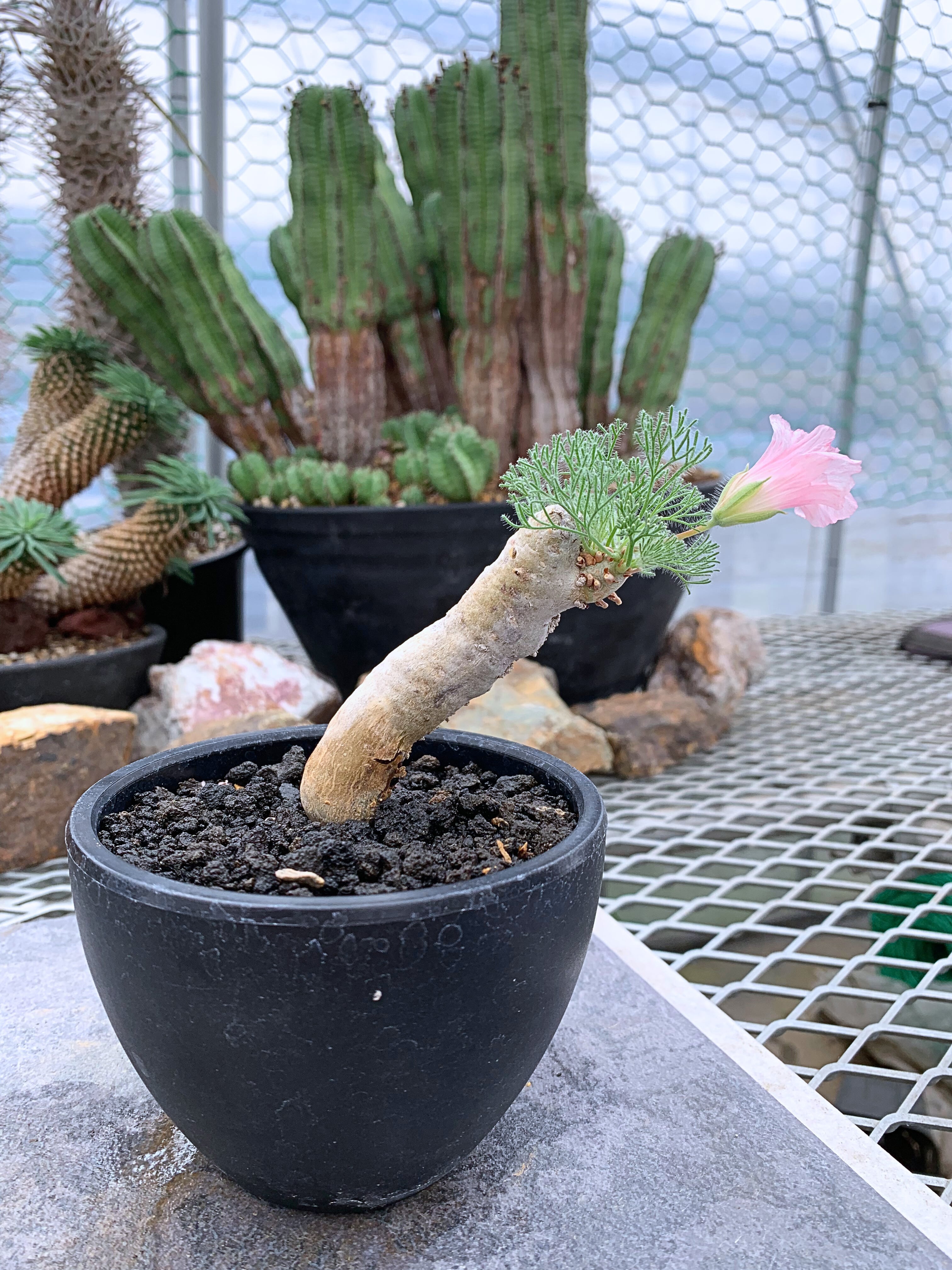 塊根植物 | CACTUS330