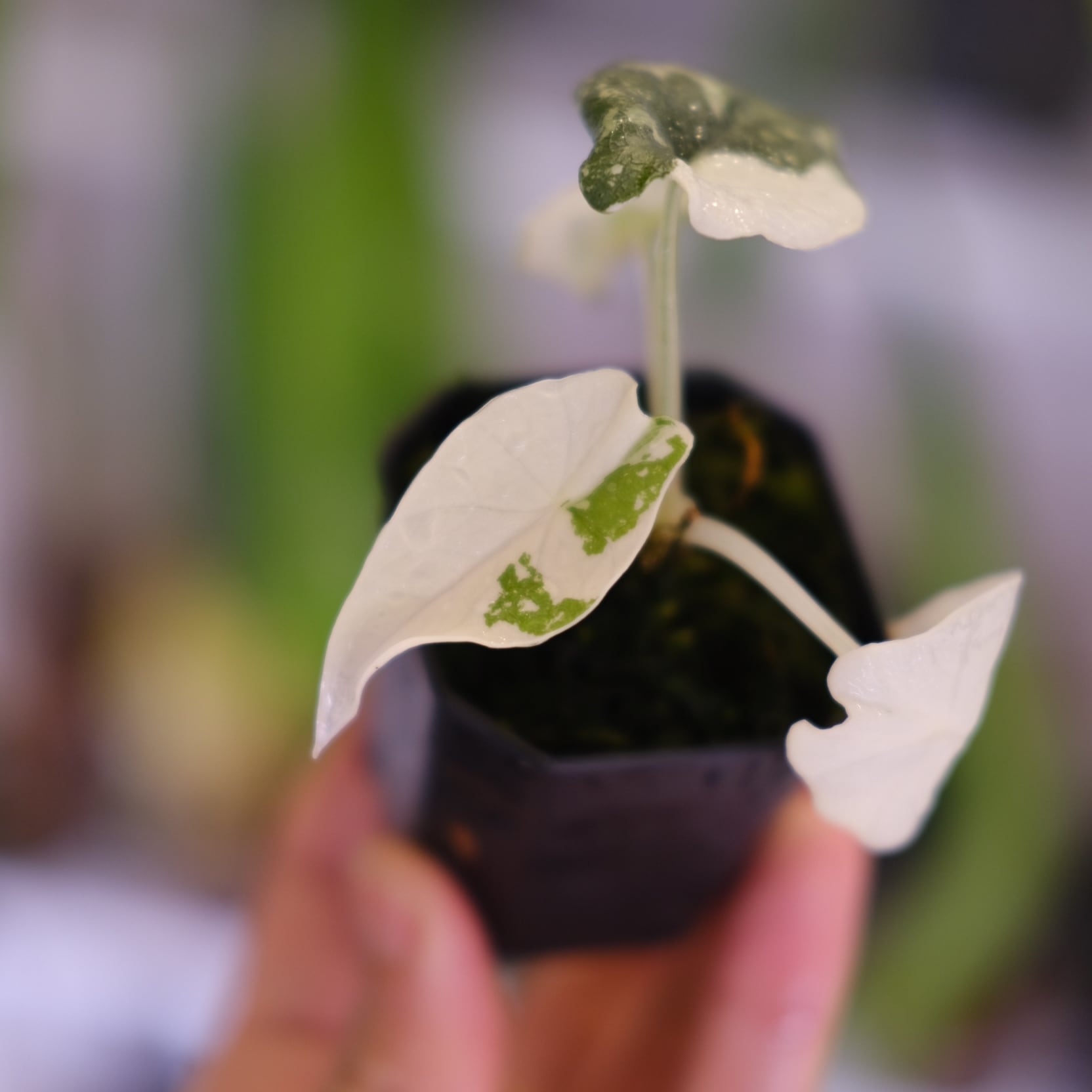 アロカシア メロ アルボ│Alocasia melo 'Albo' Var.③│観葉植物