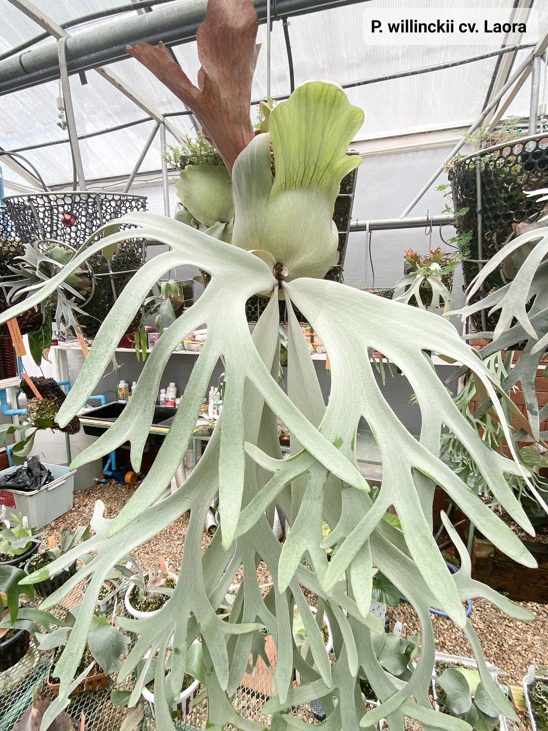 P.Willinckii cv. Laora 【artPLANTs/PLANTSGARAGE 】ビカクシダ