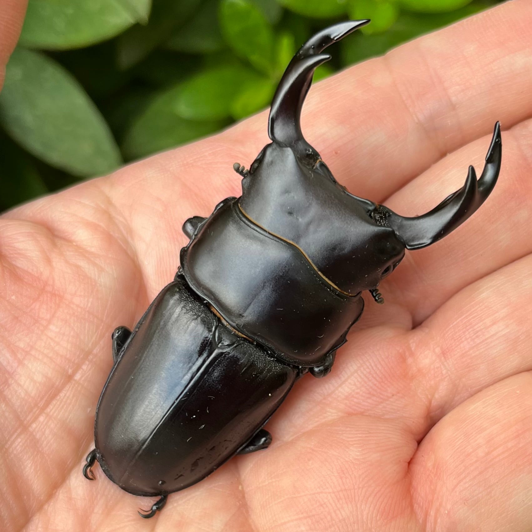 新成虫】山梨県韮崎市穂坂町産オオクワガタペアF1個体（♂70mm） #7540