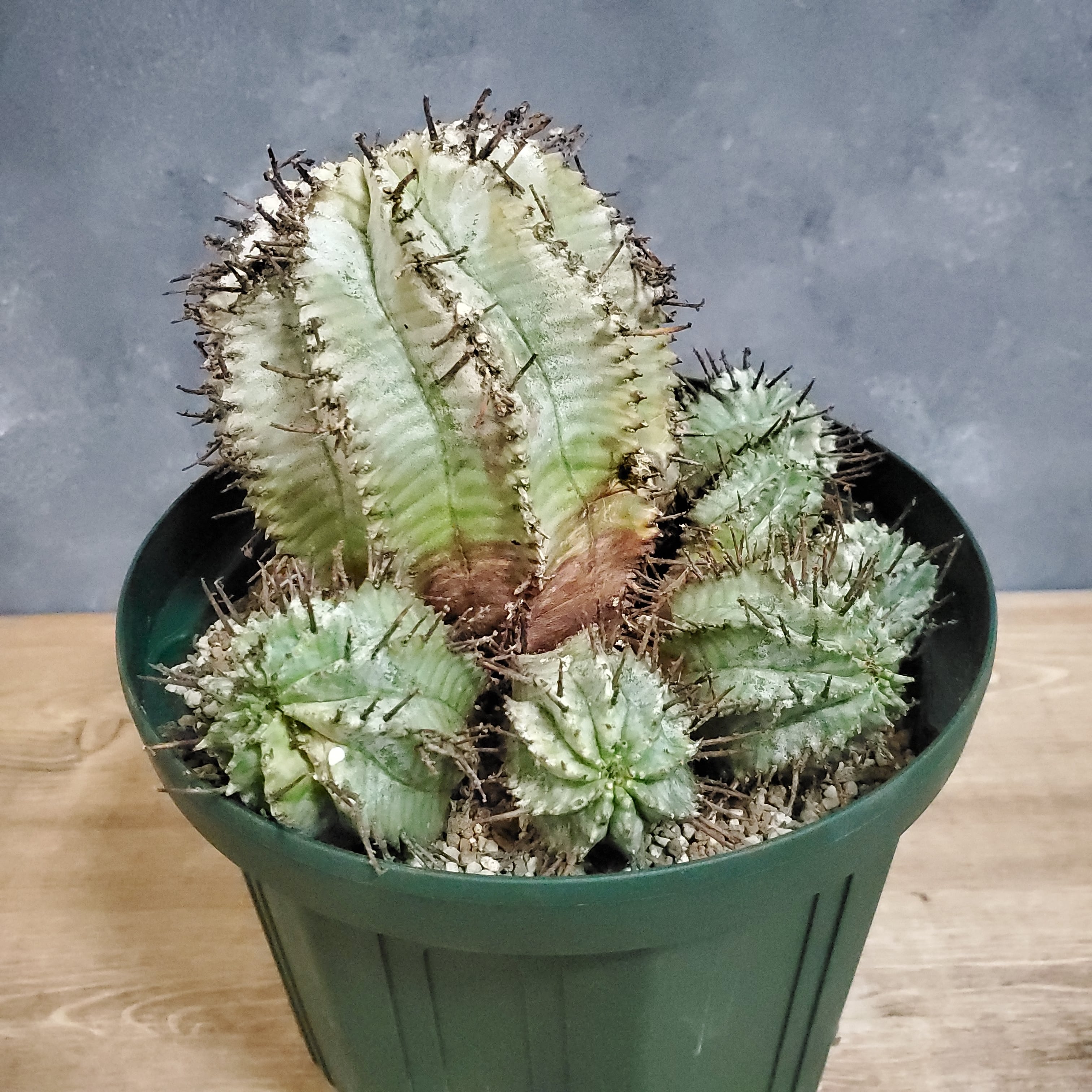 18cmPOT】Euphorbia horrida ユーフォルビアホリダ 群生 白衣タイプ