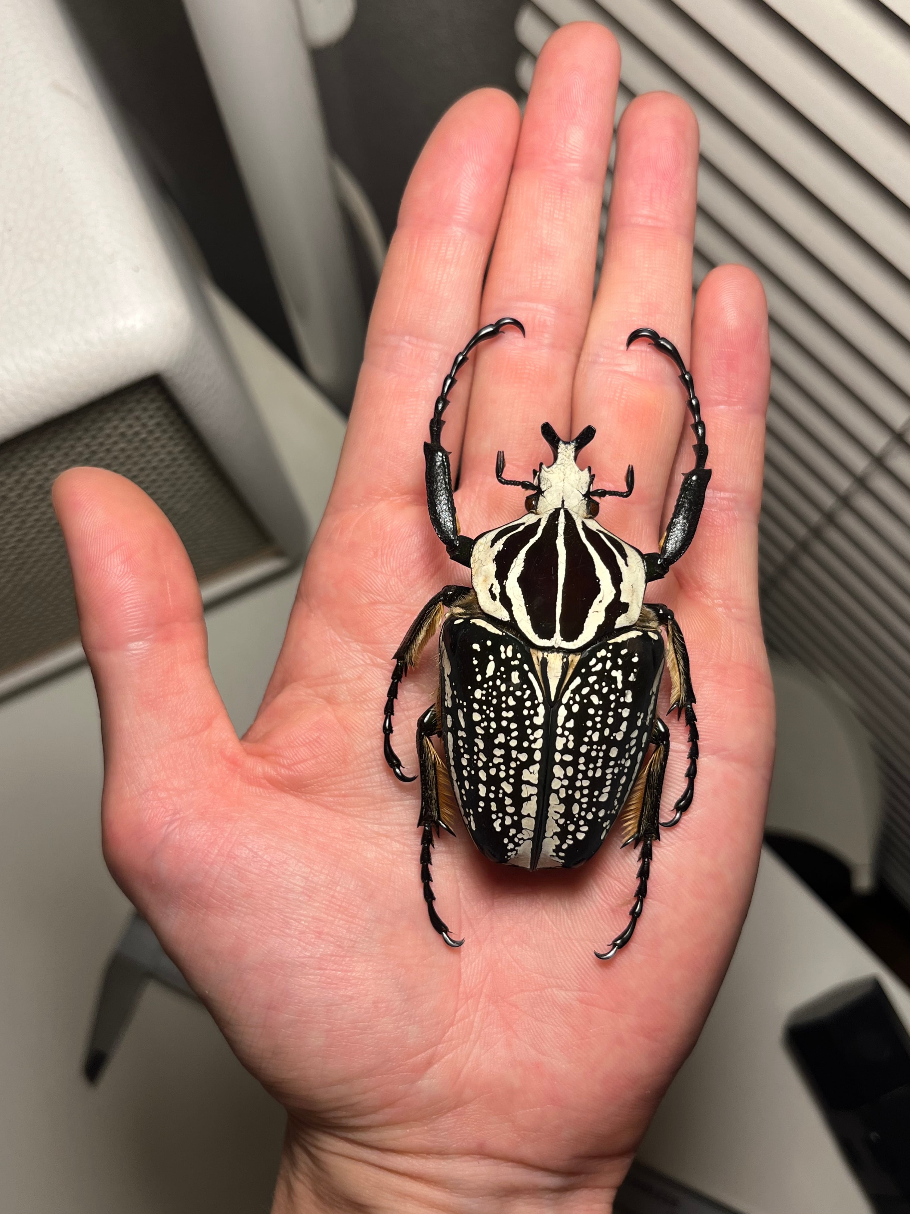 黒化】メレアグリスゴライアスオオツノハナムグリmeleagrisゾウカブト