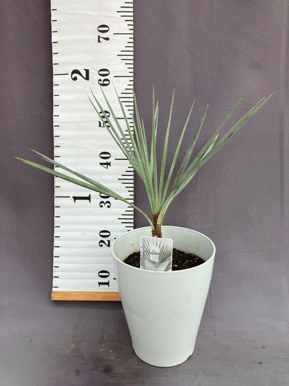 ブラヘア・アルマータ 7号 | 日本ライン花木センター