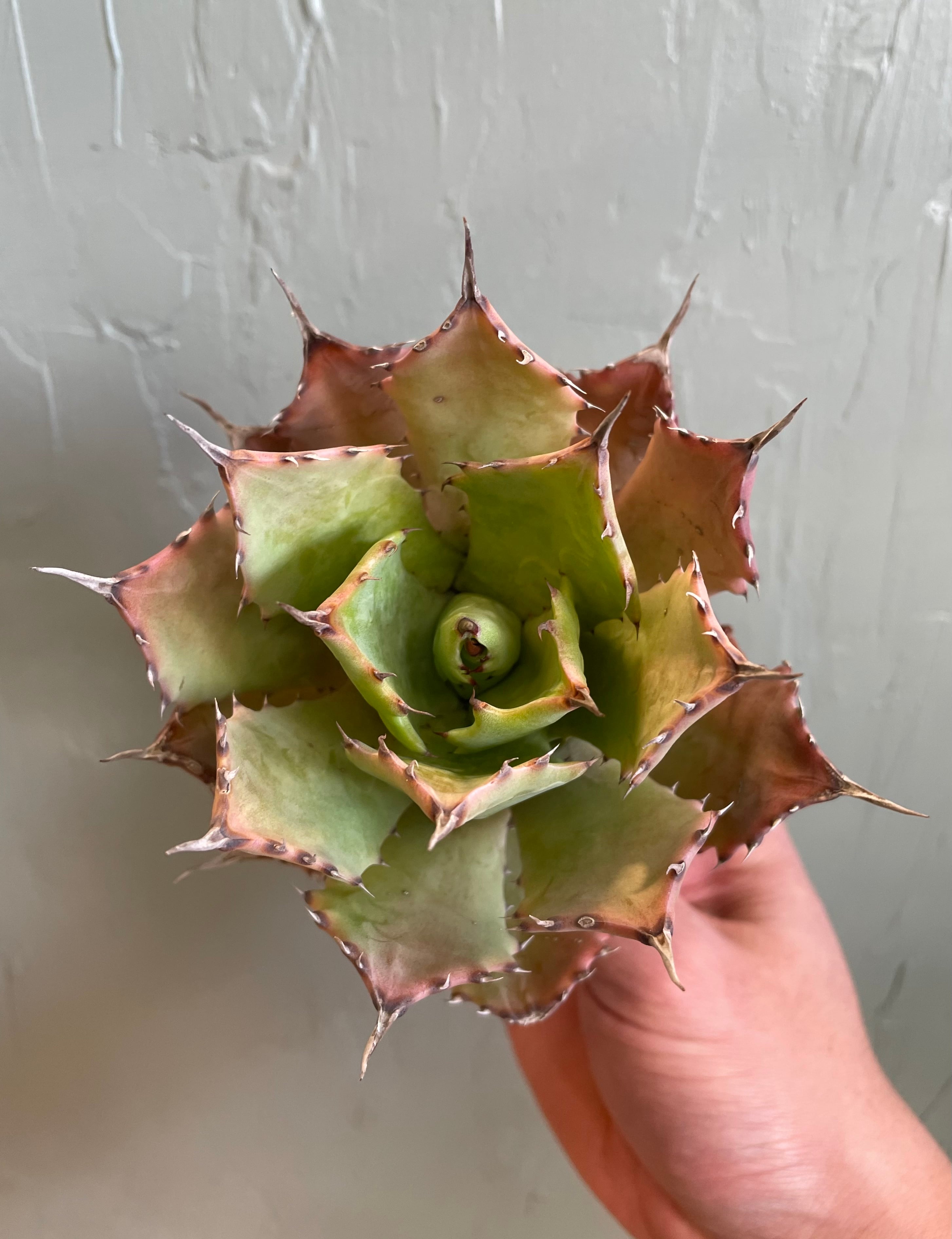 台湾産【アガベ 