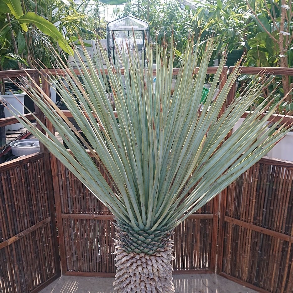 1. ユッカ ロストラータ yucca rostrata | 多肉植物ハオルチア・アガベ