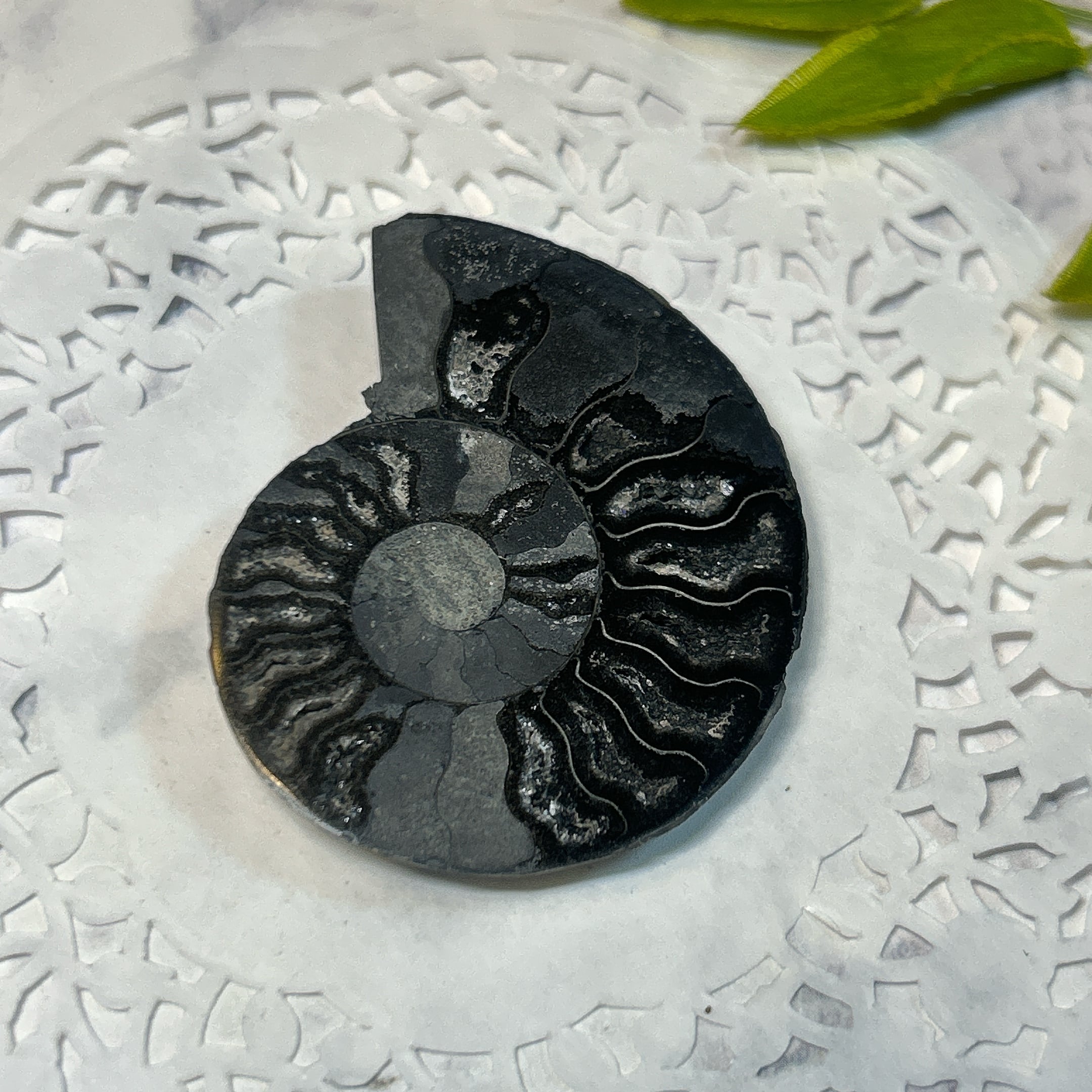 化石]アンモナイト（菊石） | クリスタル・ワールド御徒町店