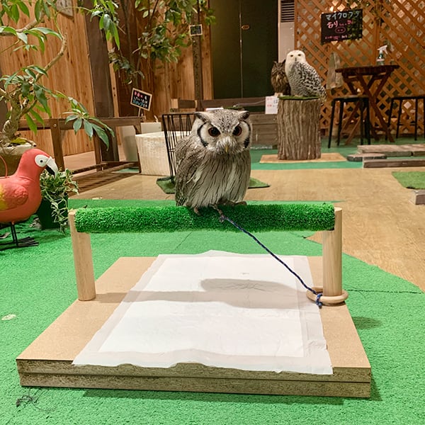 eco様】専用 猛禽類ようパーチ 人工芝付き eco様】専用 猛禽類よう