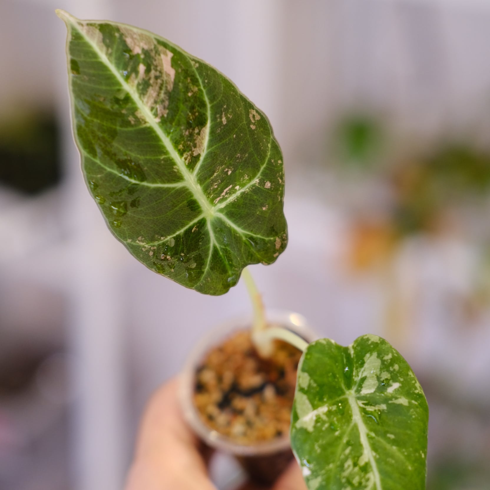 Alocasia Black Velvet Pink Albo│アロカシア ブラックベルベット