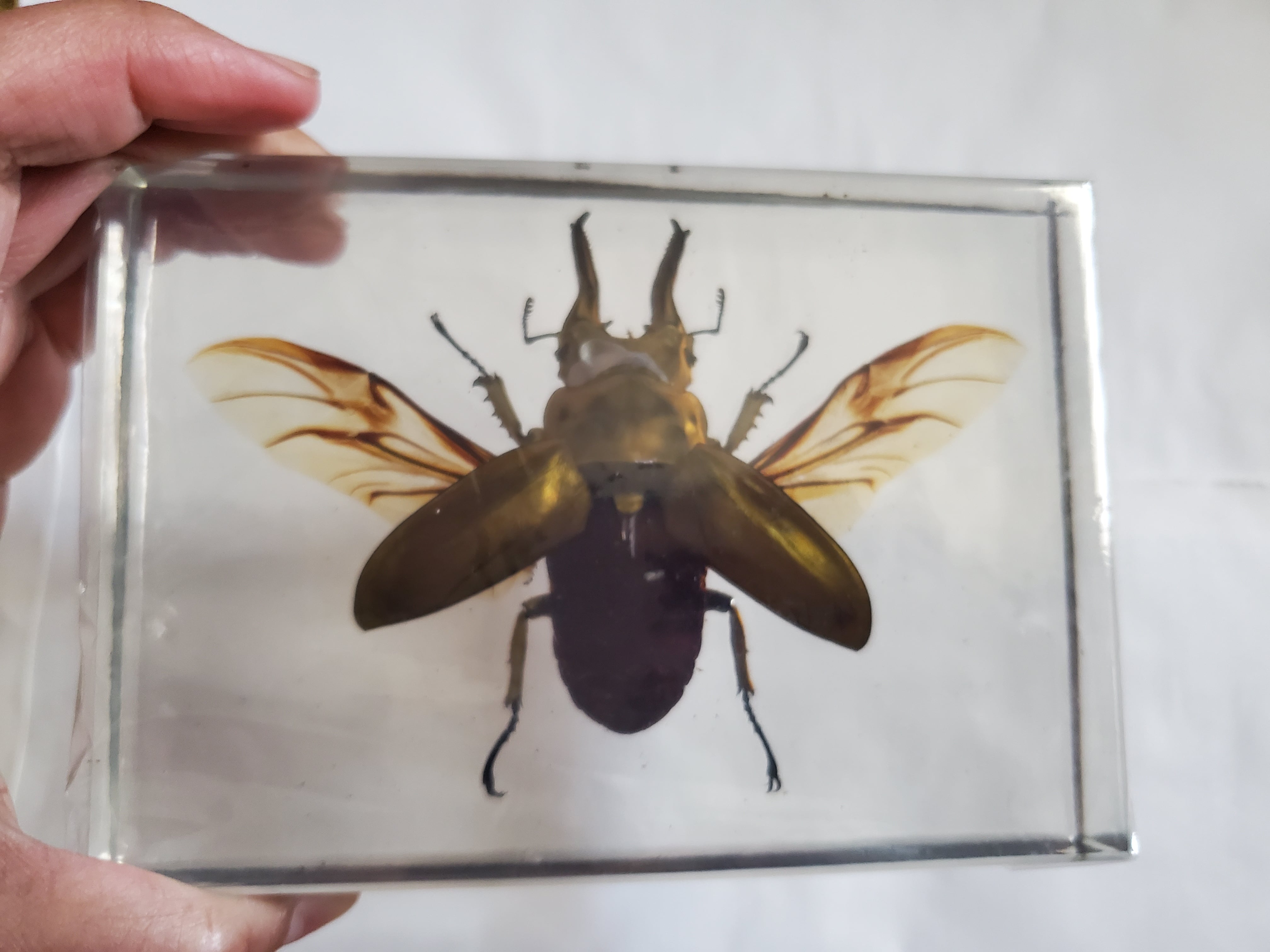 オウゴンオニクワガタ樹脂標本 オウゴンオニクワガタウェイト | いんど