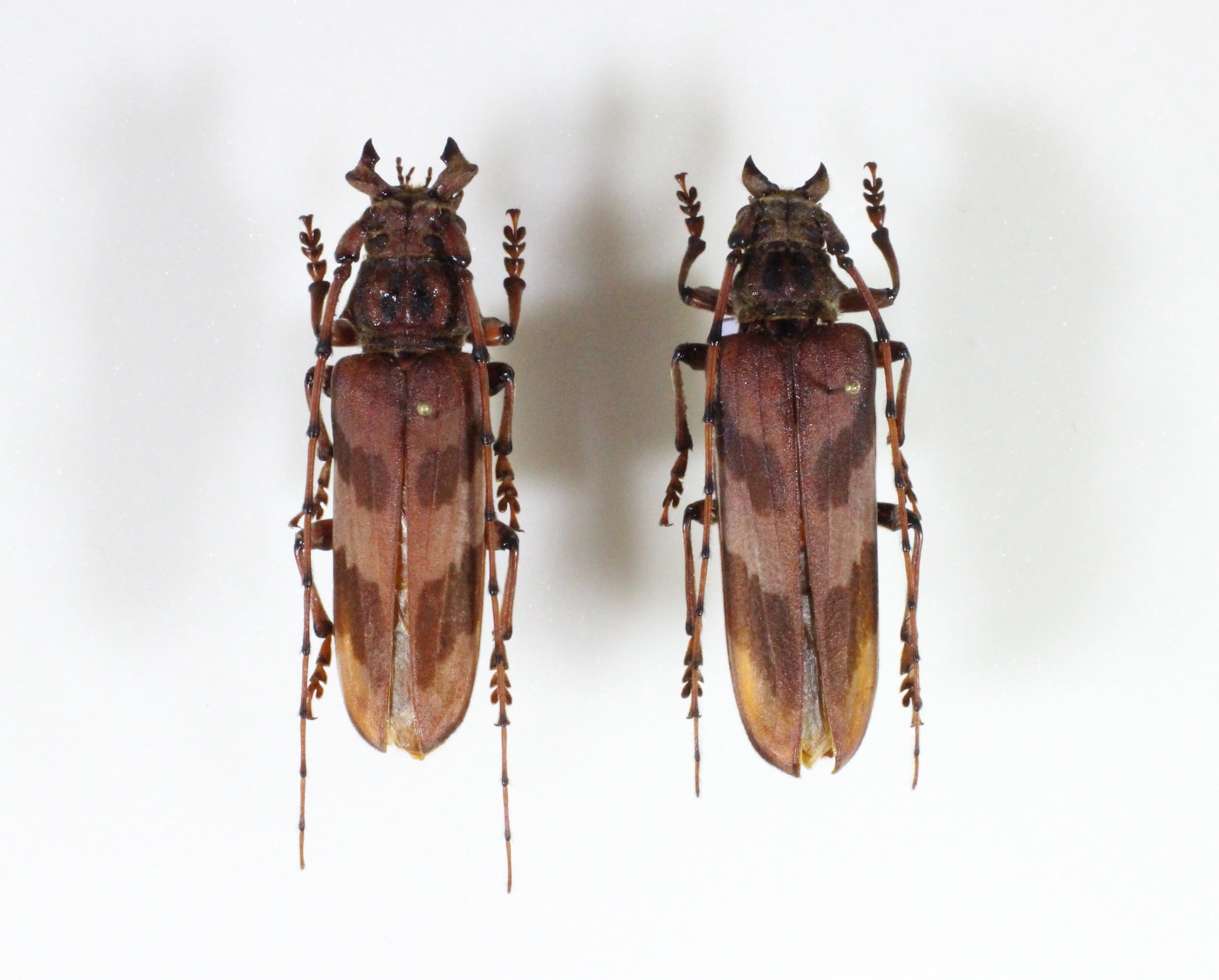 台湾産 オニミヤマカミキリ ペア | mushi labo