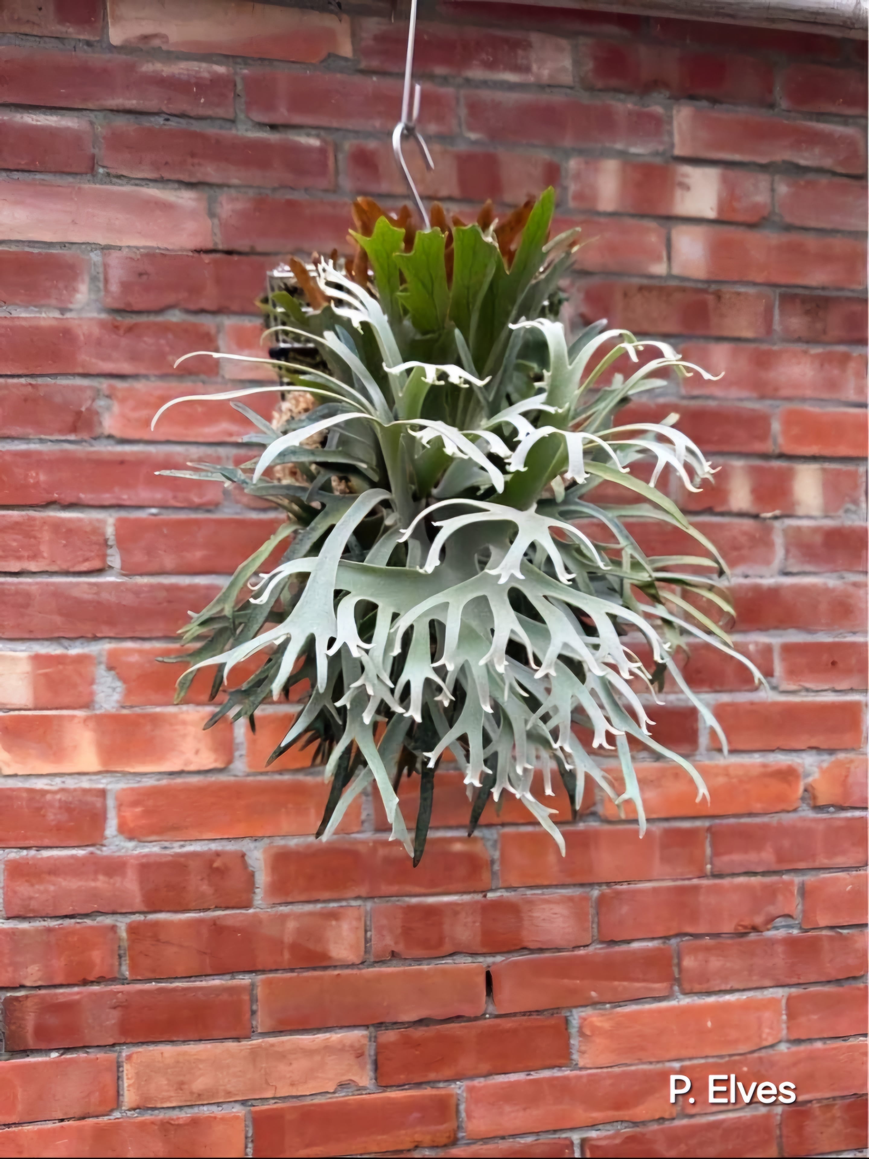 P. willinckii Elves x P. willinckii O.M.G sporeling【artPLANTs