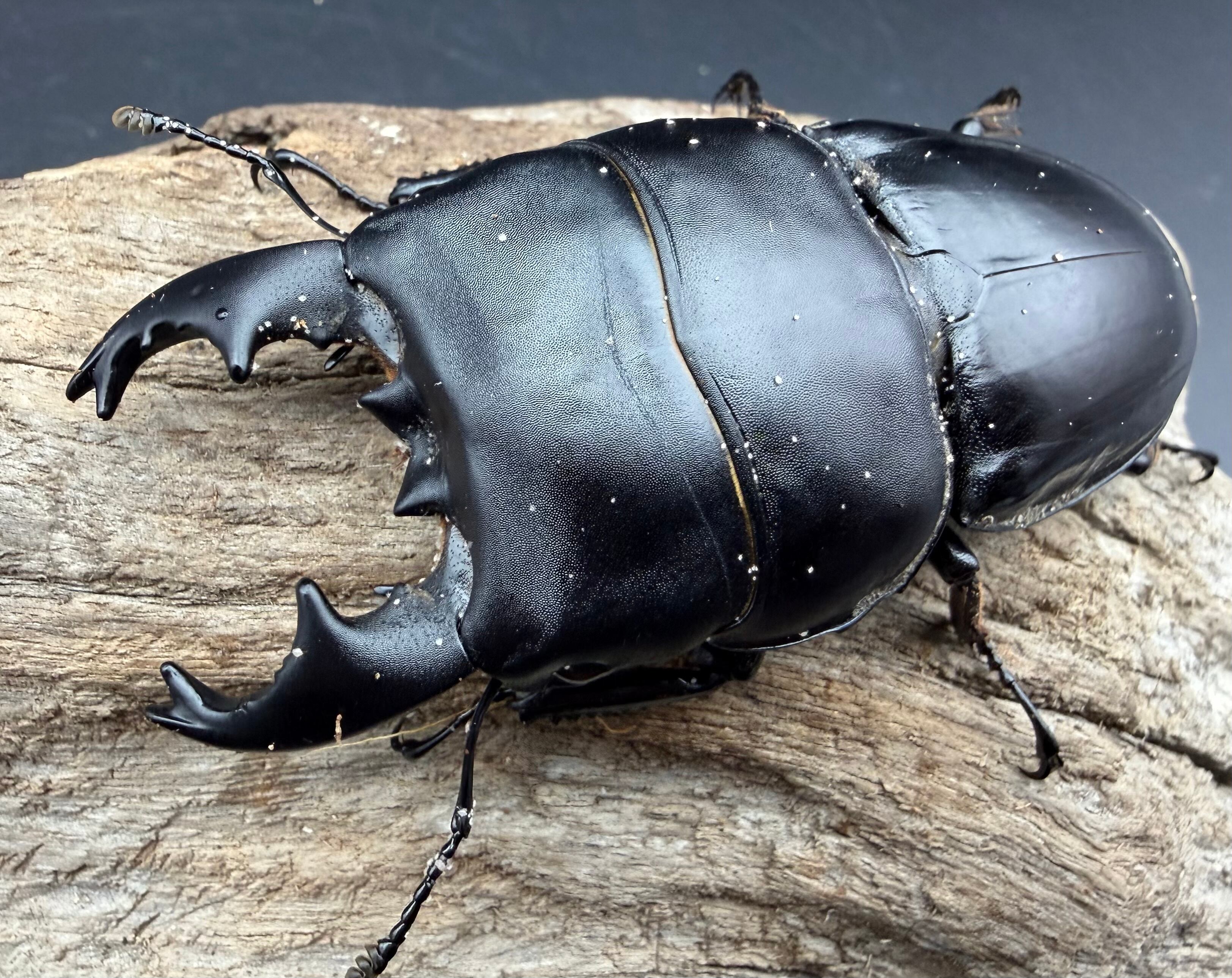 送料無料!!【16個セット】コバエシャッター 大 | KPW公式オンライン