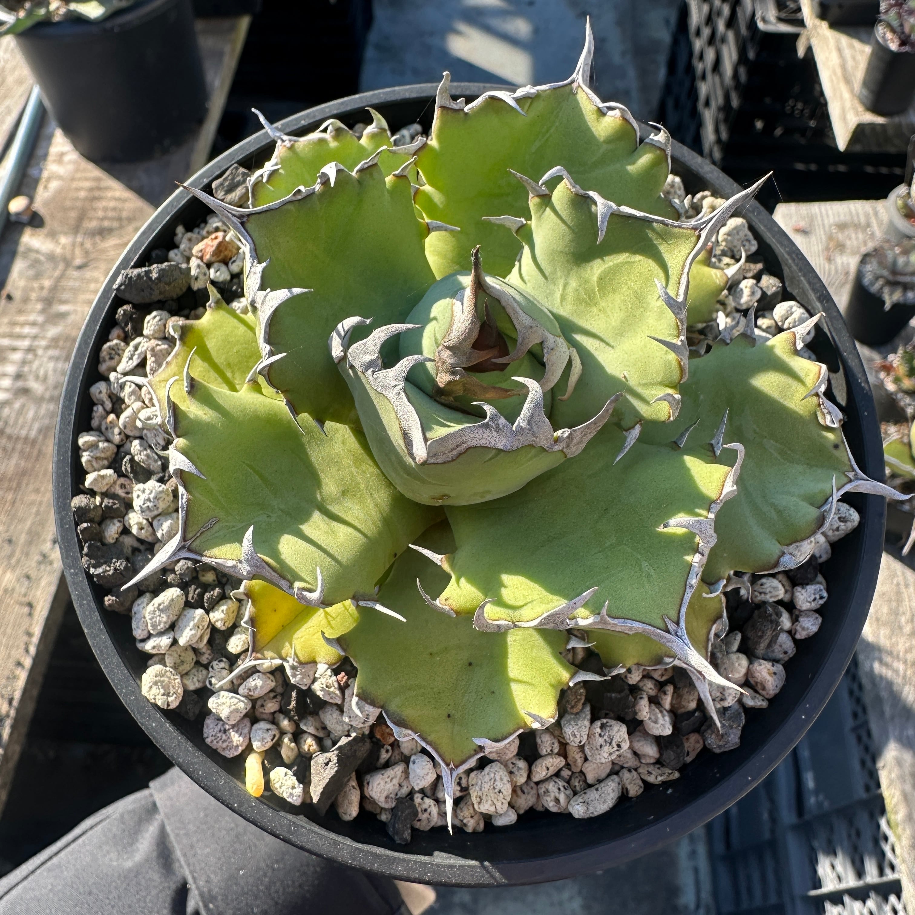 手作植木鉢 L サイズ 検（ 塊根植物 グラキリス パキプス アガベ