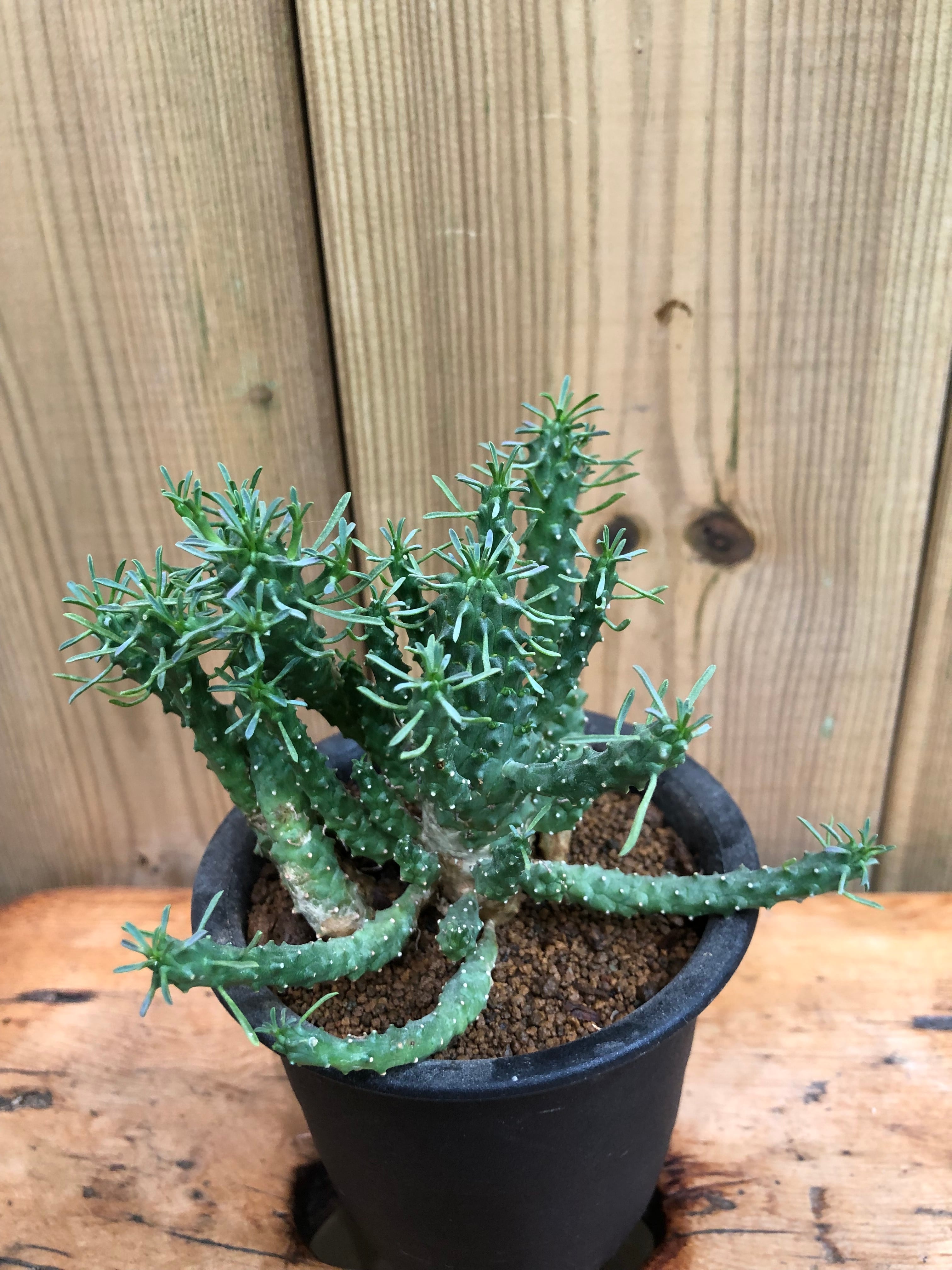 ユーフォルビア・ラミグランス・ハイブリッド | Pay ID