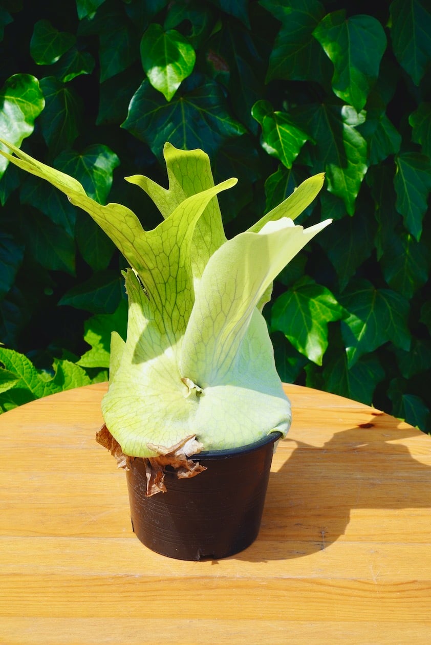 ビカクシダ ホルタミー | フラワーショップあきの