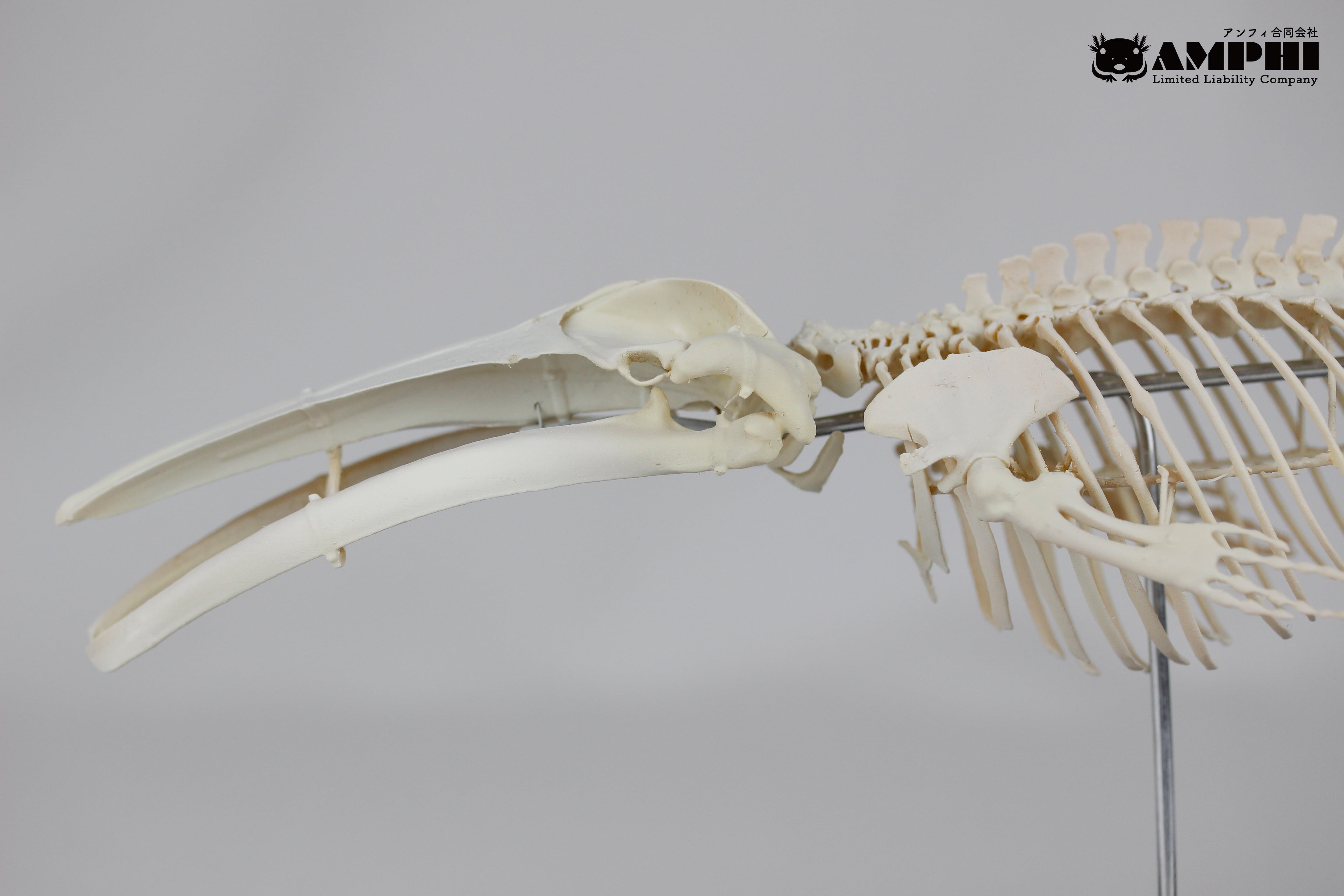 ナガスクジラ 縮小全身骨格レプリカ Fin whale, miniature whole body