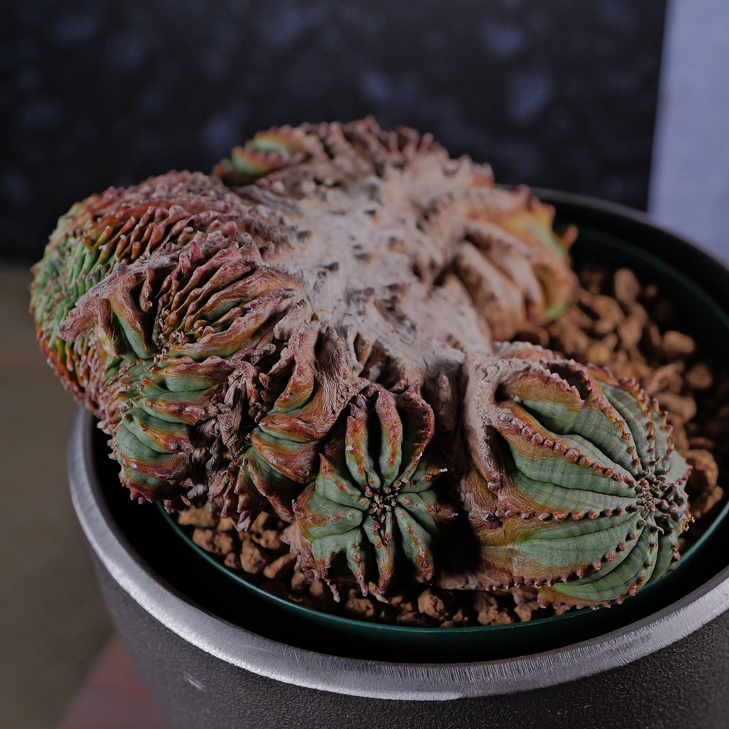 オス株【超厳選株】超異型 超大株 最大幅約12.6cm ヴィンテージ 綴化