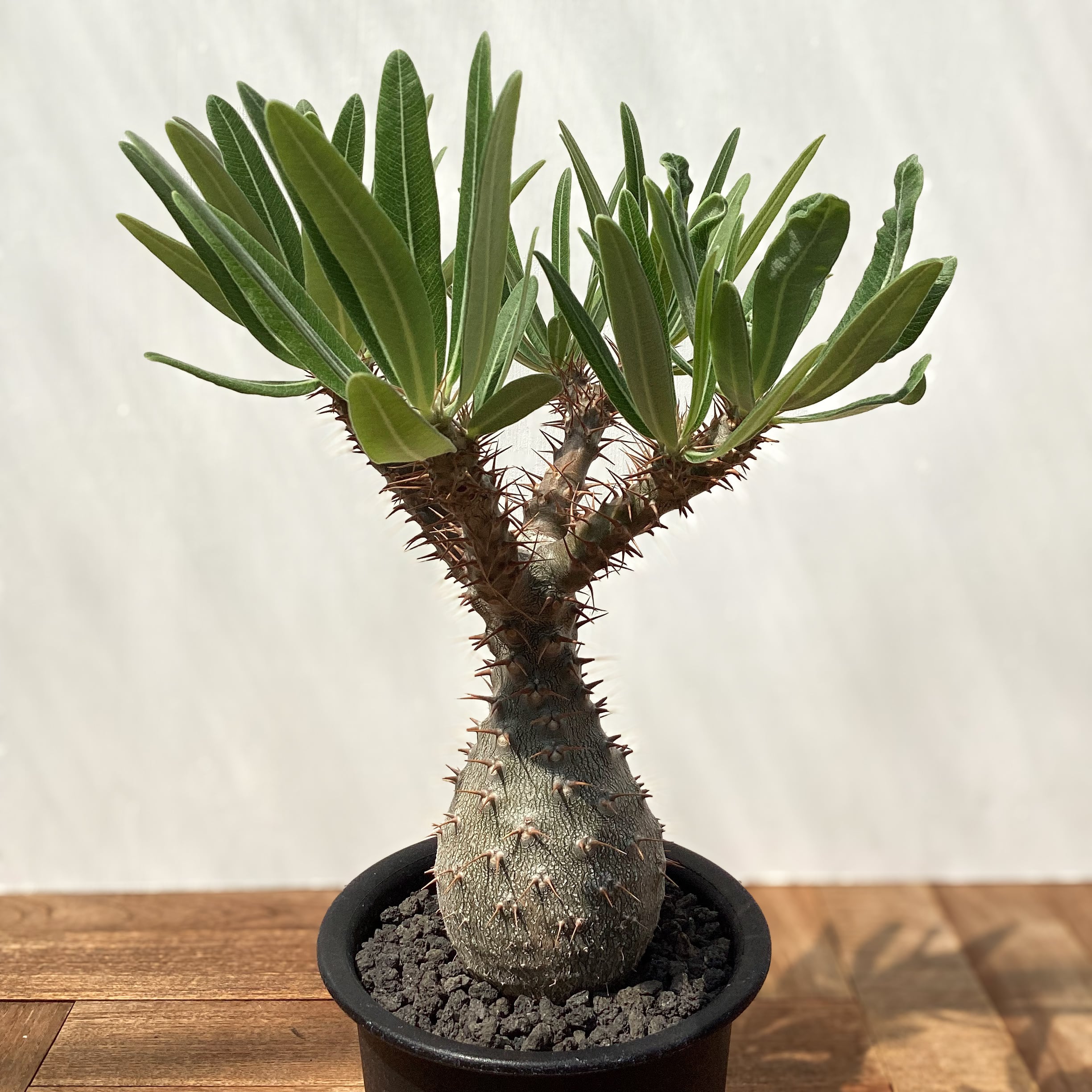Pachypodium namaquanum【パキポディウム・ナマクアナム・光堂・実生