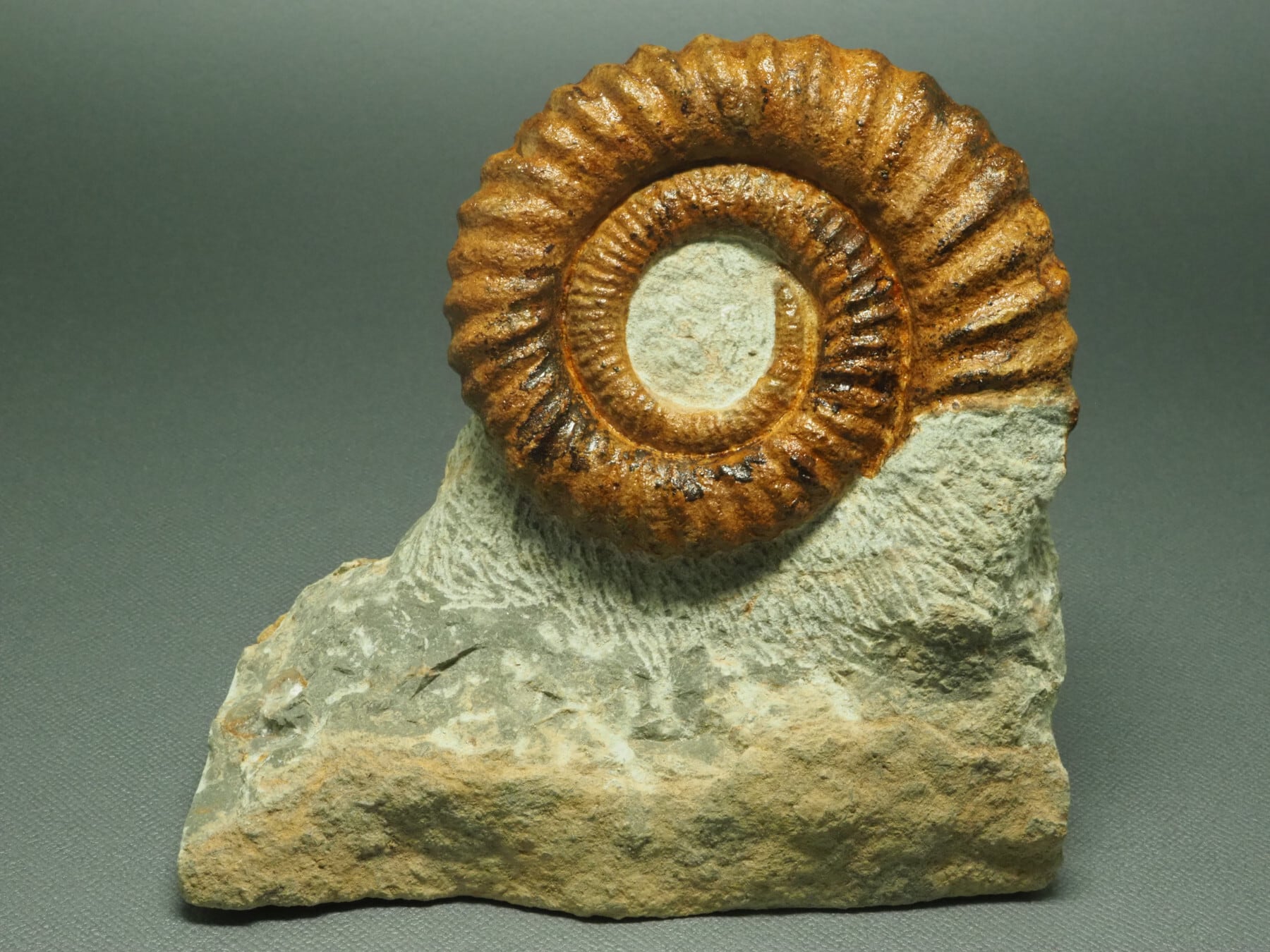 アンモナイトの化石【 Anetoceras sp. 】【786g】モロッコ王国産/恐竜