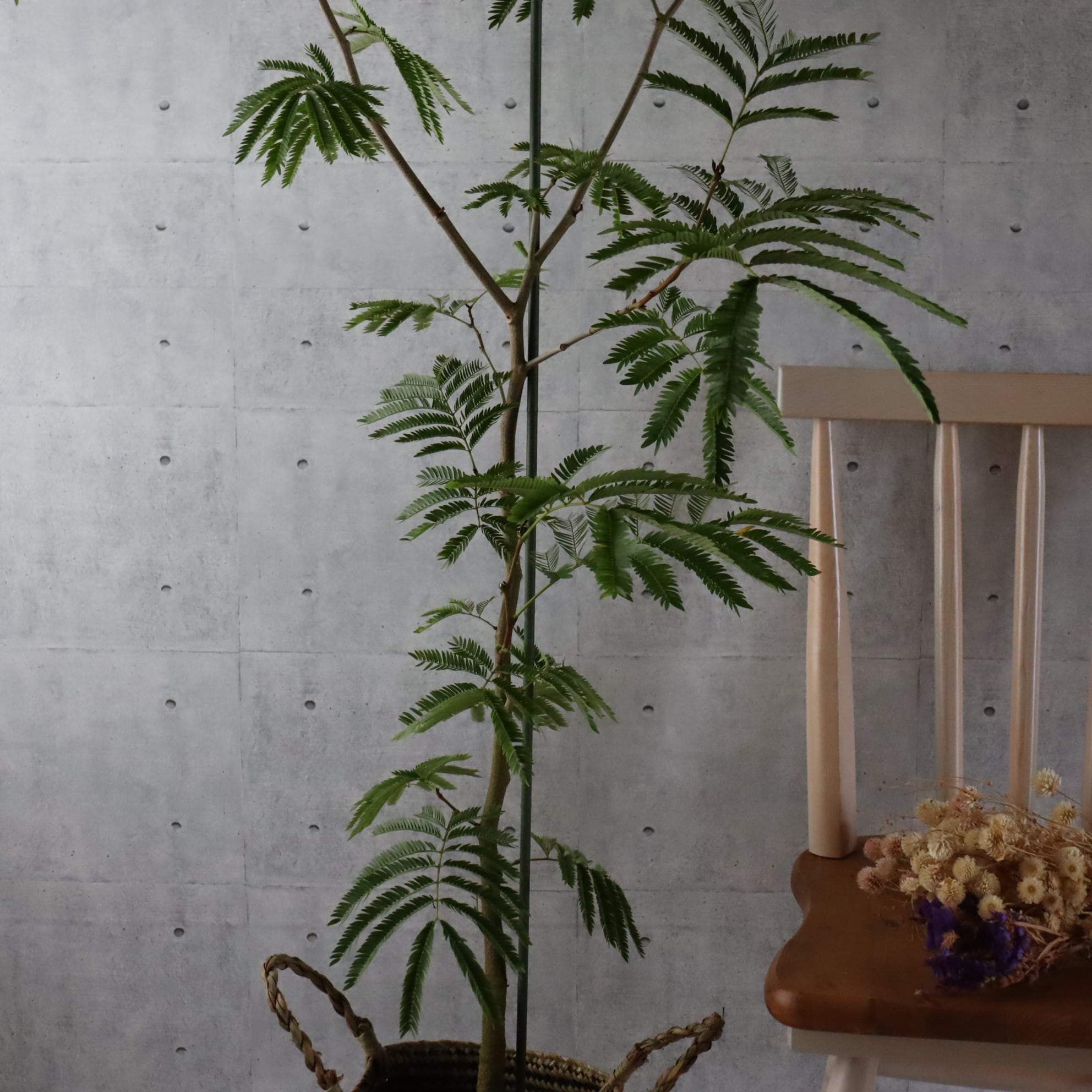 超特大 173cm】エバーフレッシュ 曲がり 仕立て 観葉植物 室内 大型