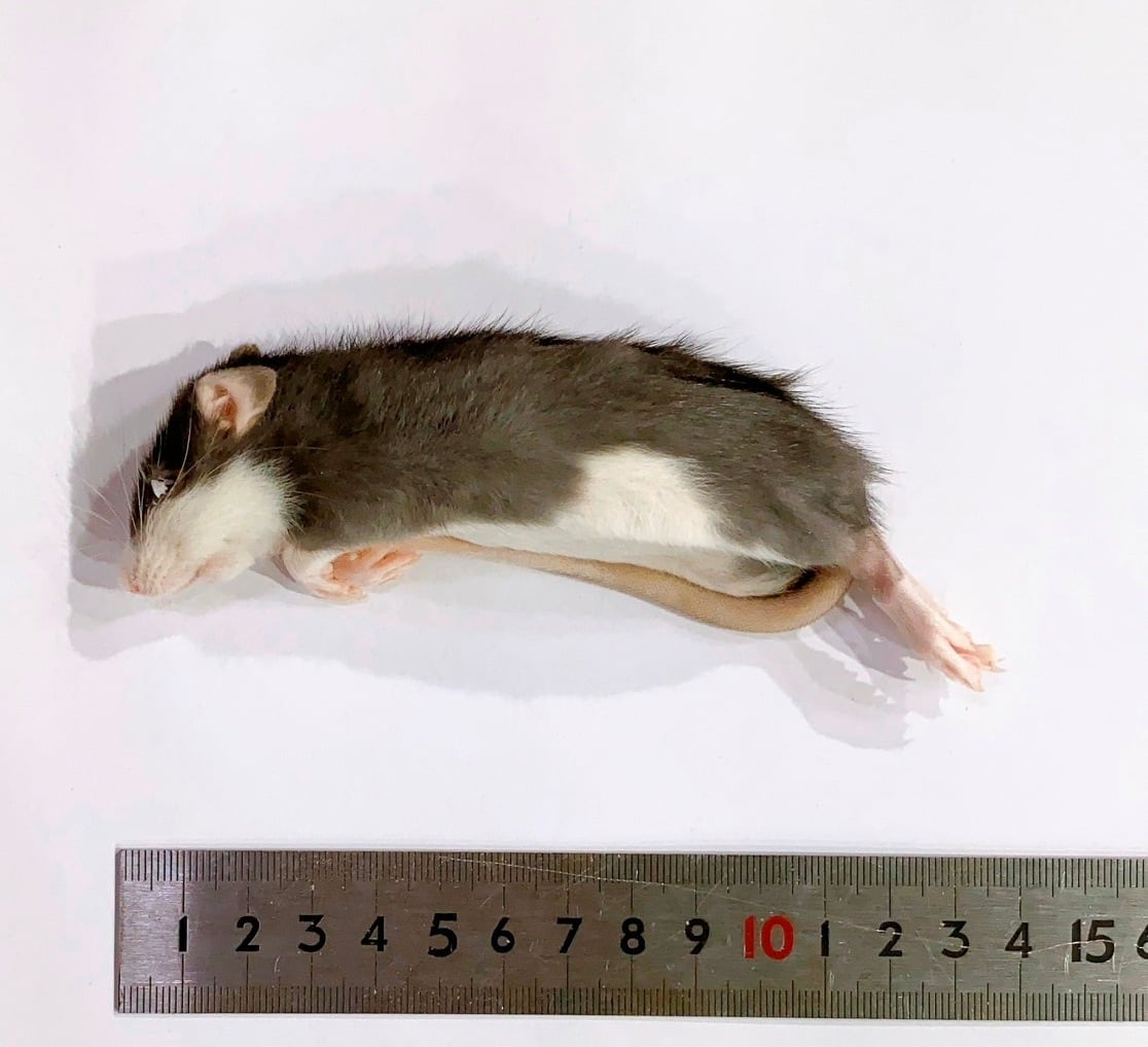 冷凍ラット SSサイズ | ネズミ屋さん