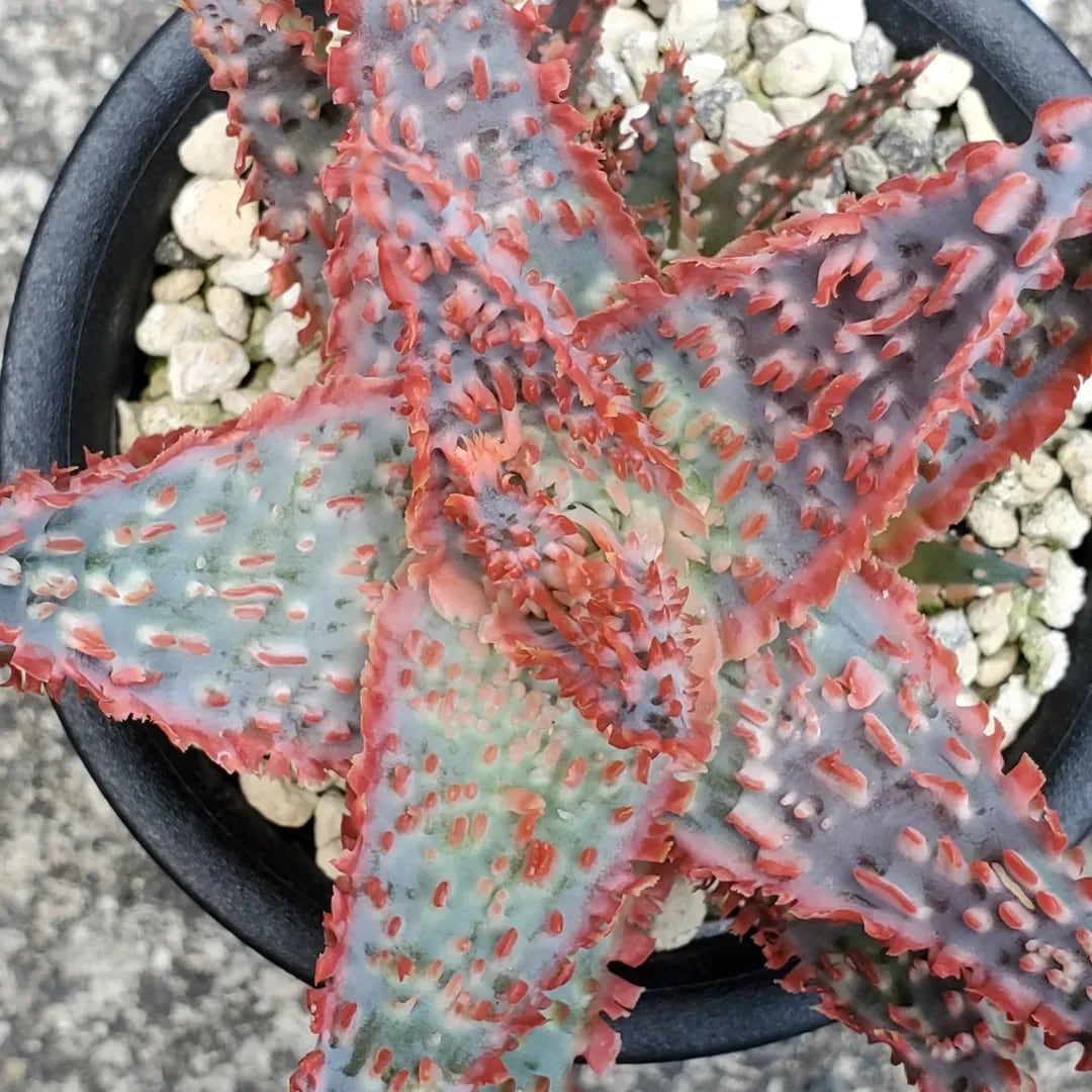 F00385_Aloe Hybrid：アロエ・ハイブリッド（子株） | レアプランツ