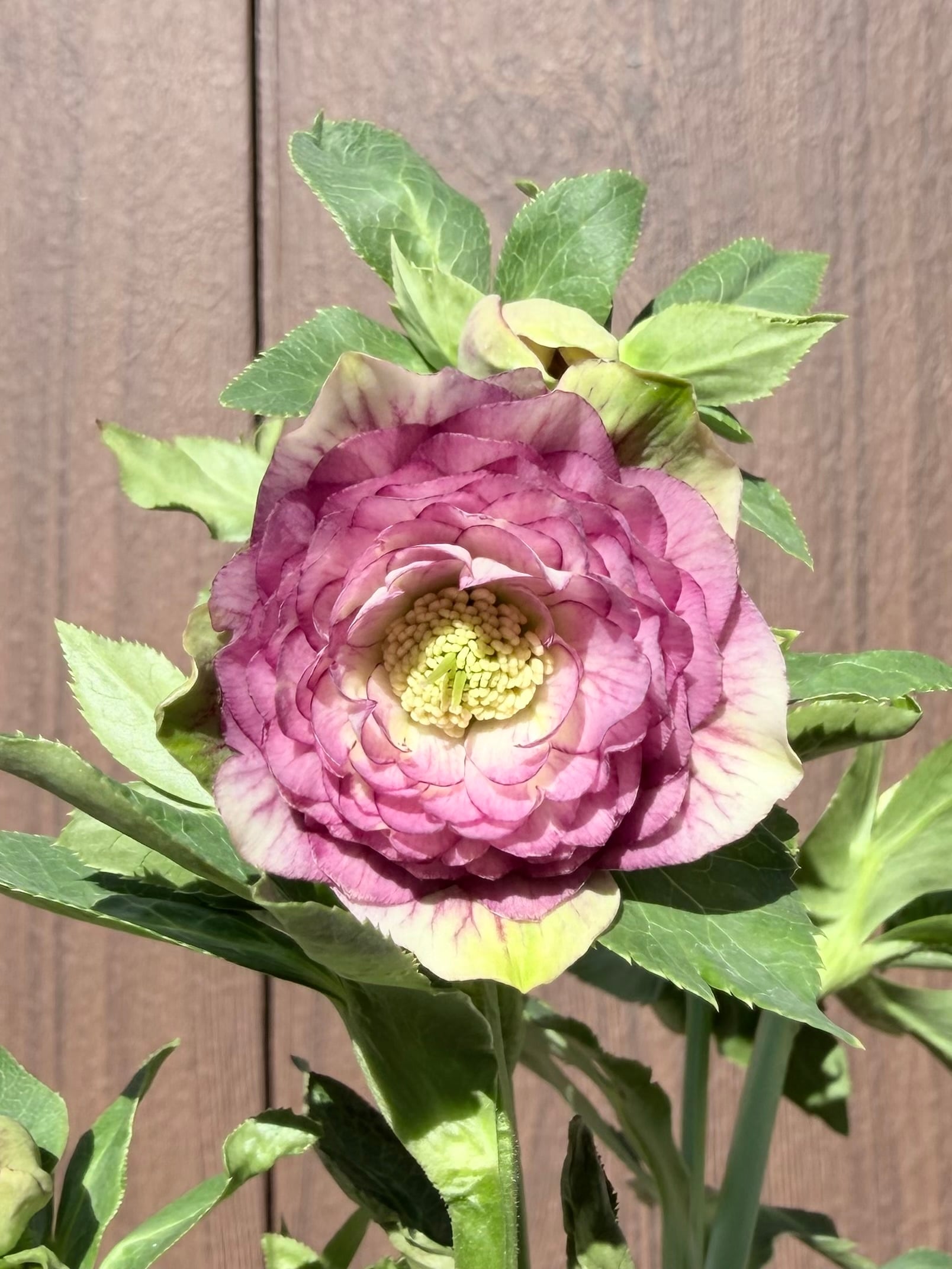 クリスマスローズ 加藤農園 アプリコットスポット 多弁 6本立 6寸