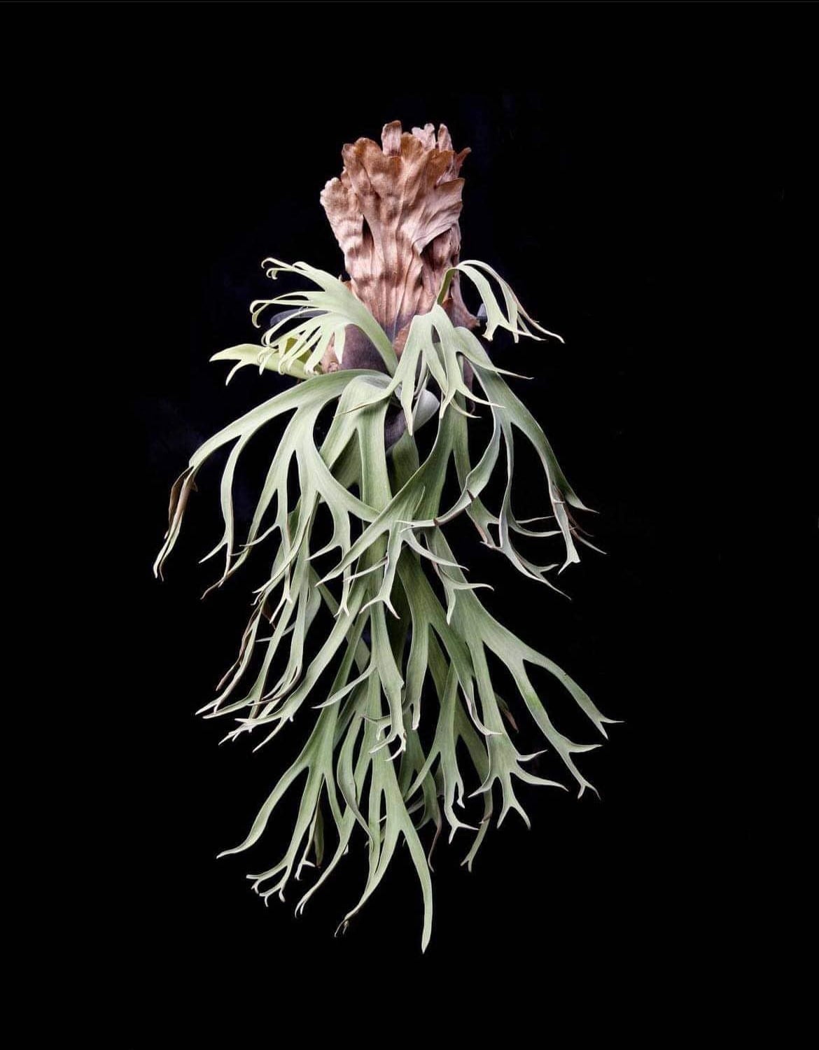 ビカクシダ P.Willincky Gabriel 🌱P.Gabriel from Original plant