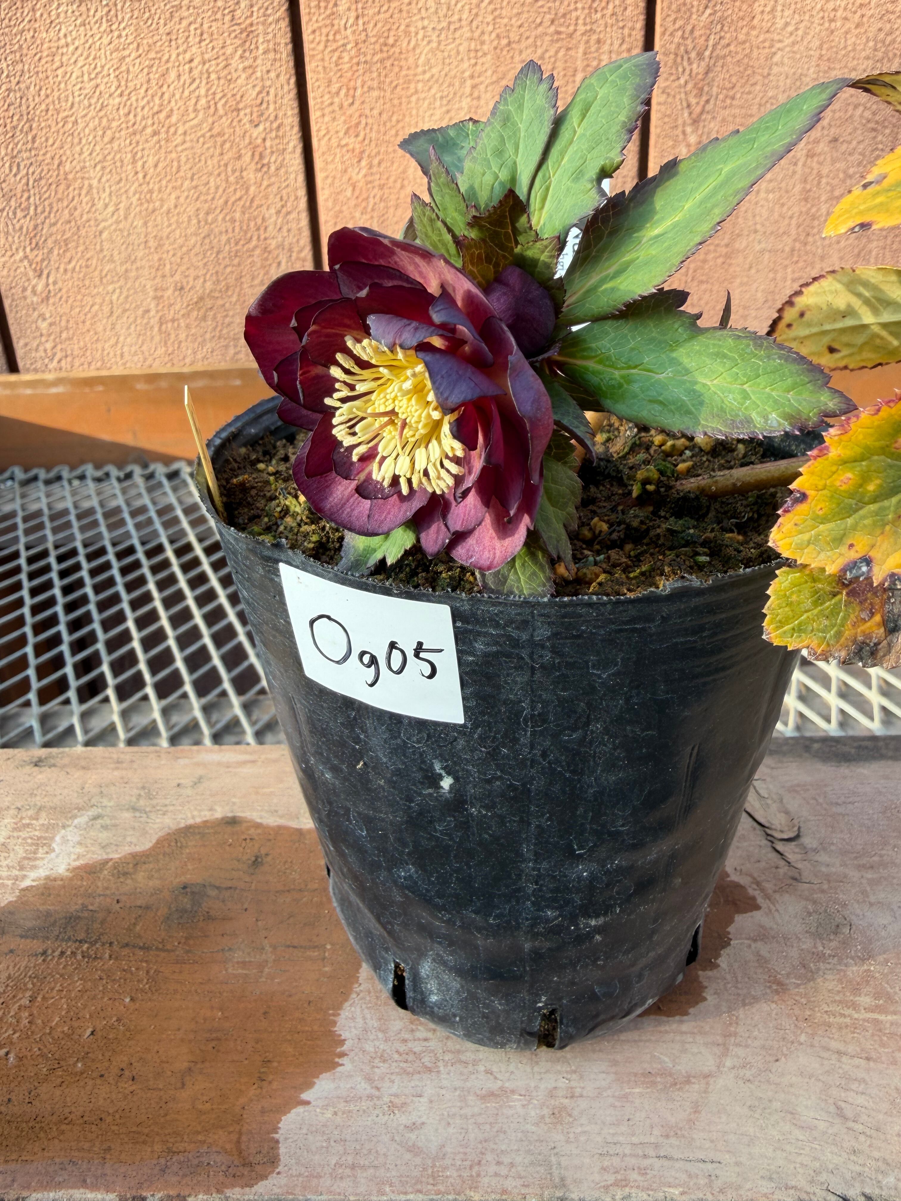 ミスティークdd 大木ナーサリー クリスマスローズ【Og05】送料無料