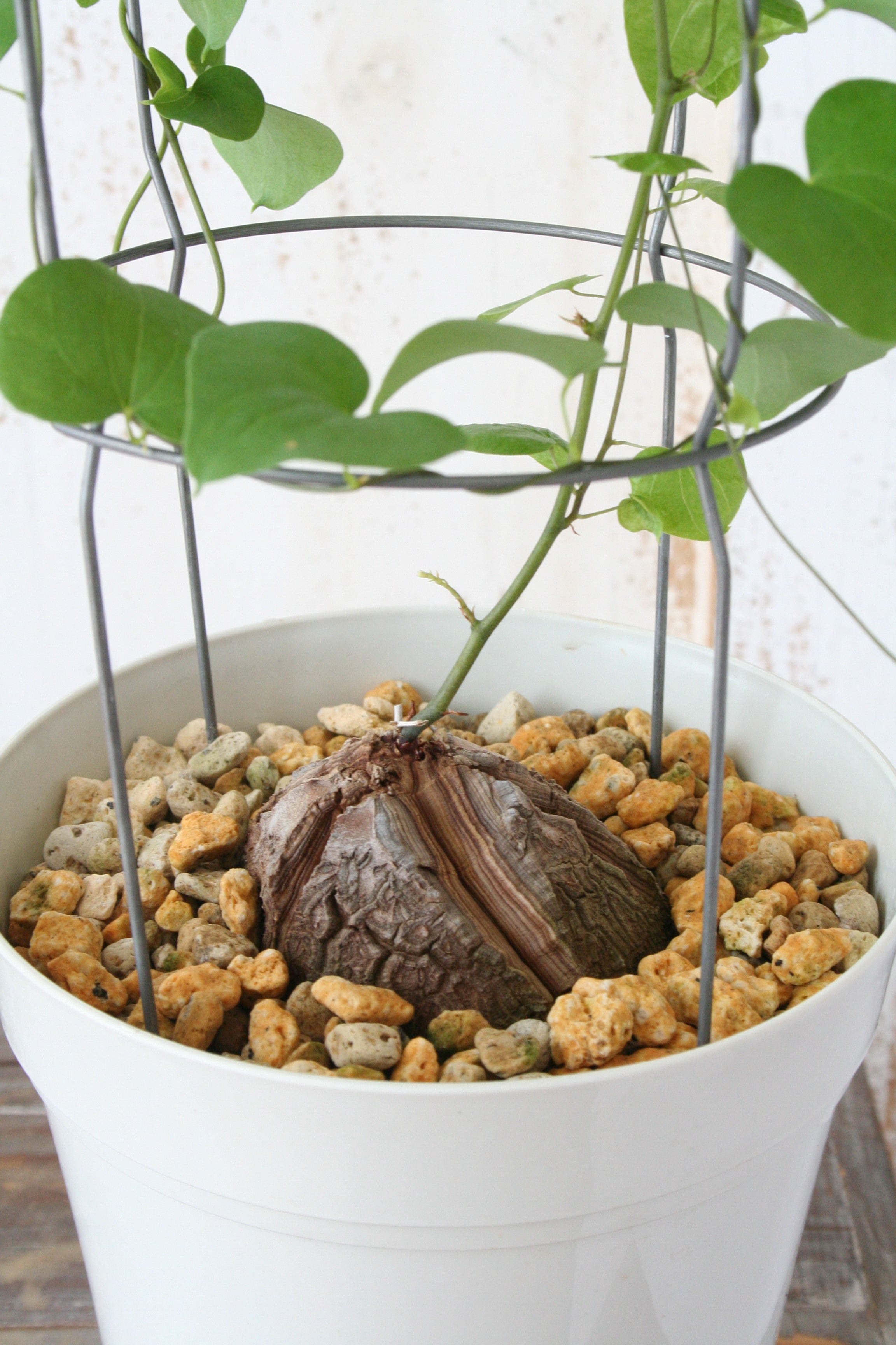 アフリカ亀甲竜 | Nature Garland／deco flower＆plants