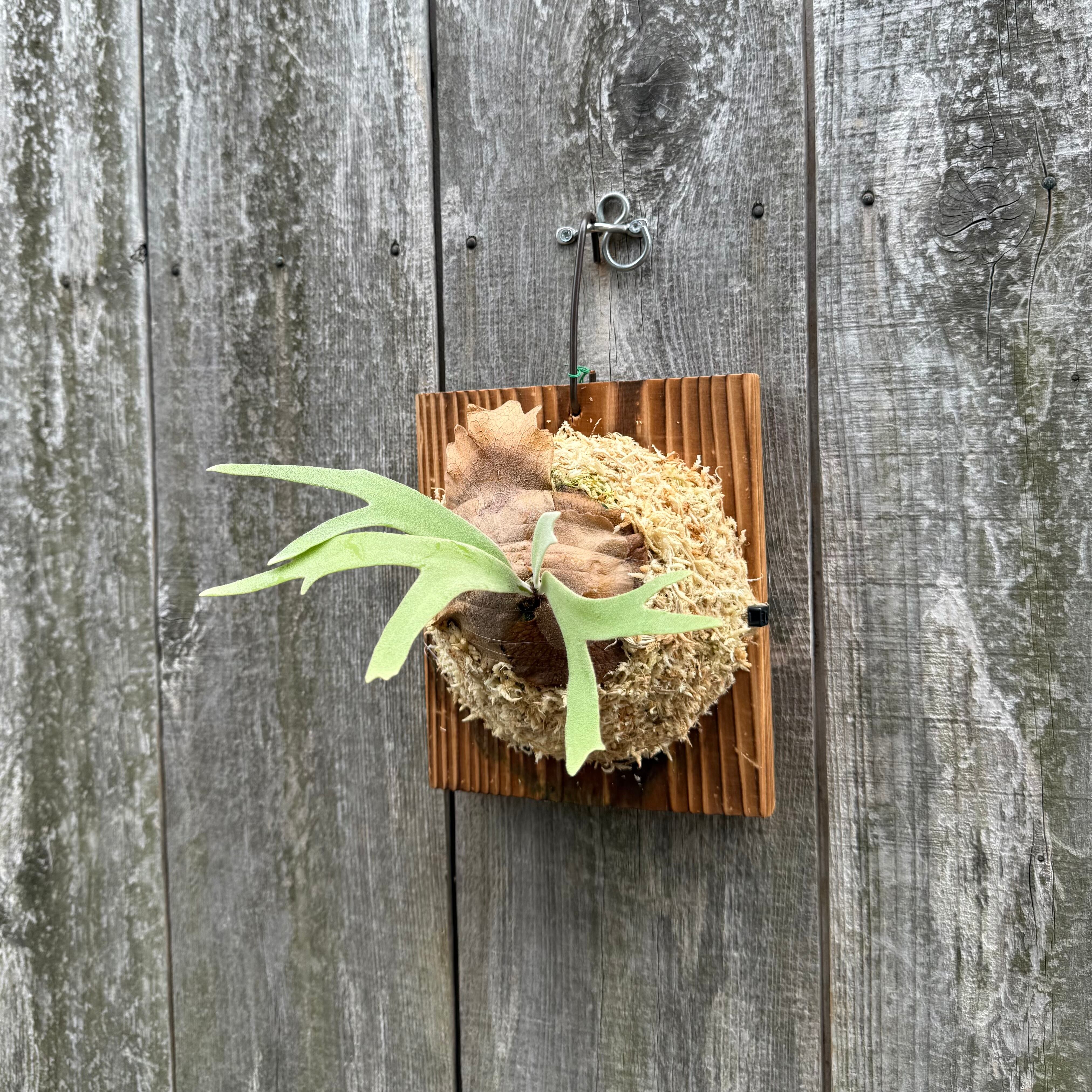 P. willinckii cv. Sombrero (pup) | naturefix