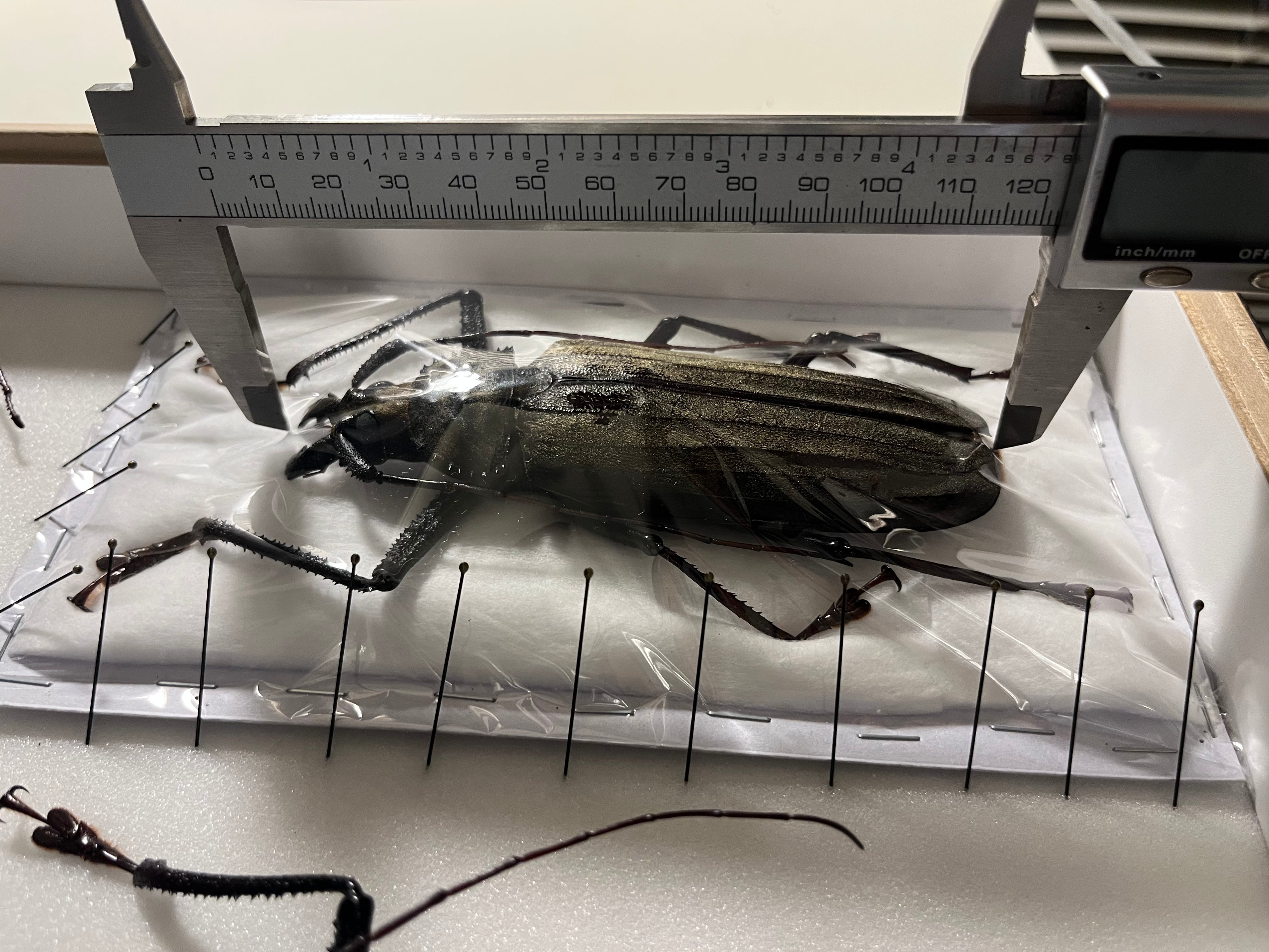 123mm】スジバネトゲフチオオウスバカミキリ ブルウスバカミキリ