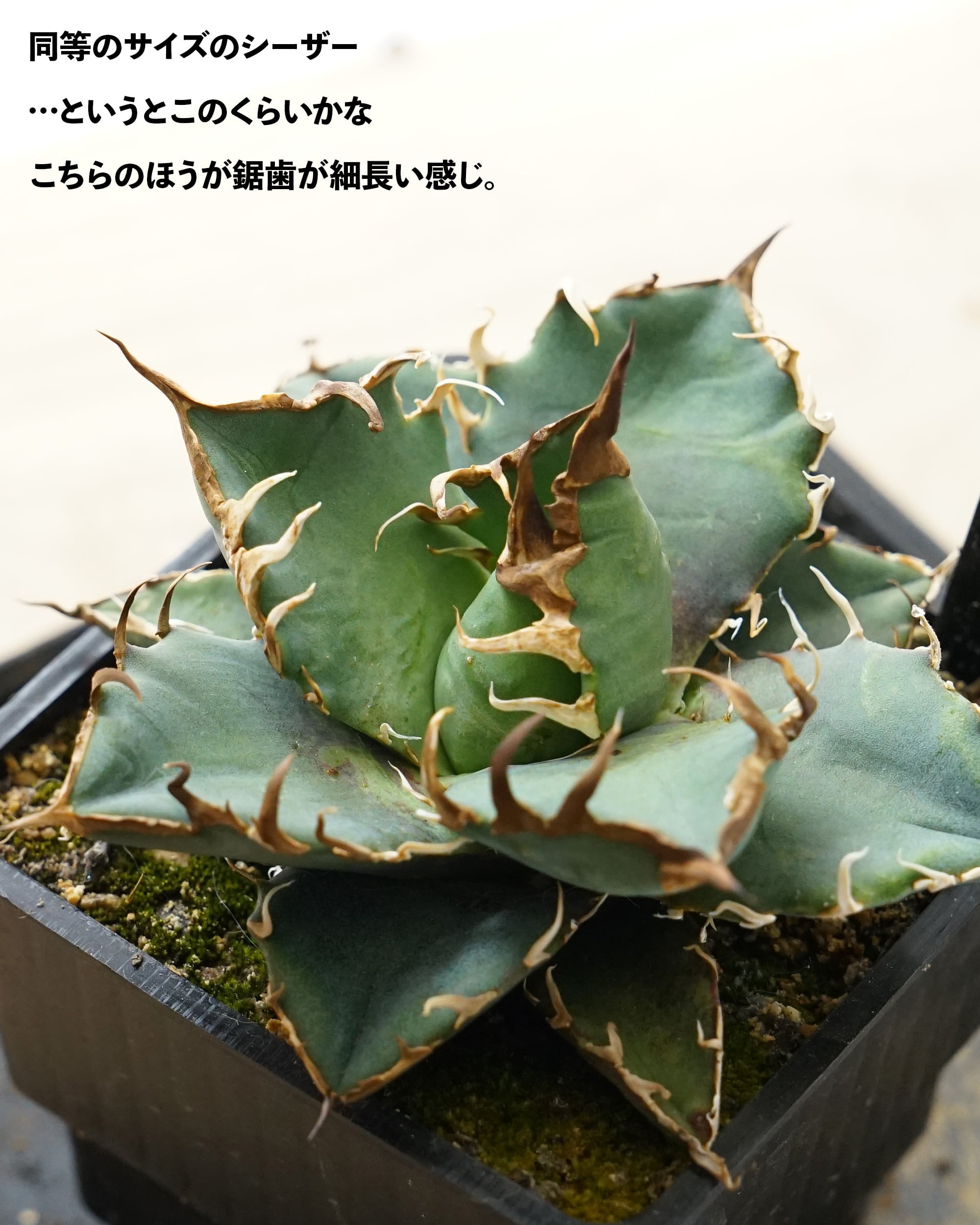 PREMIUM】 抜き苗 スーパーシーザー Agave titanota 'Super Caesar