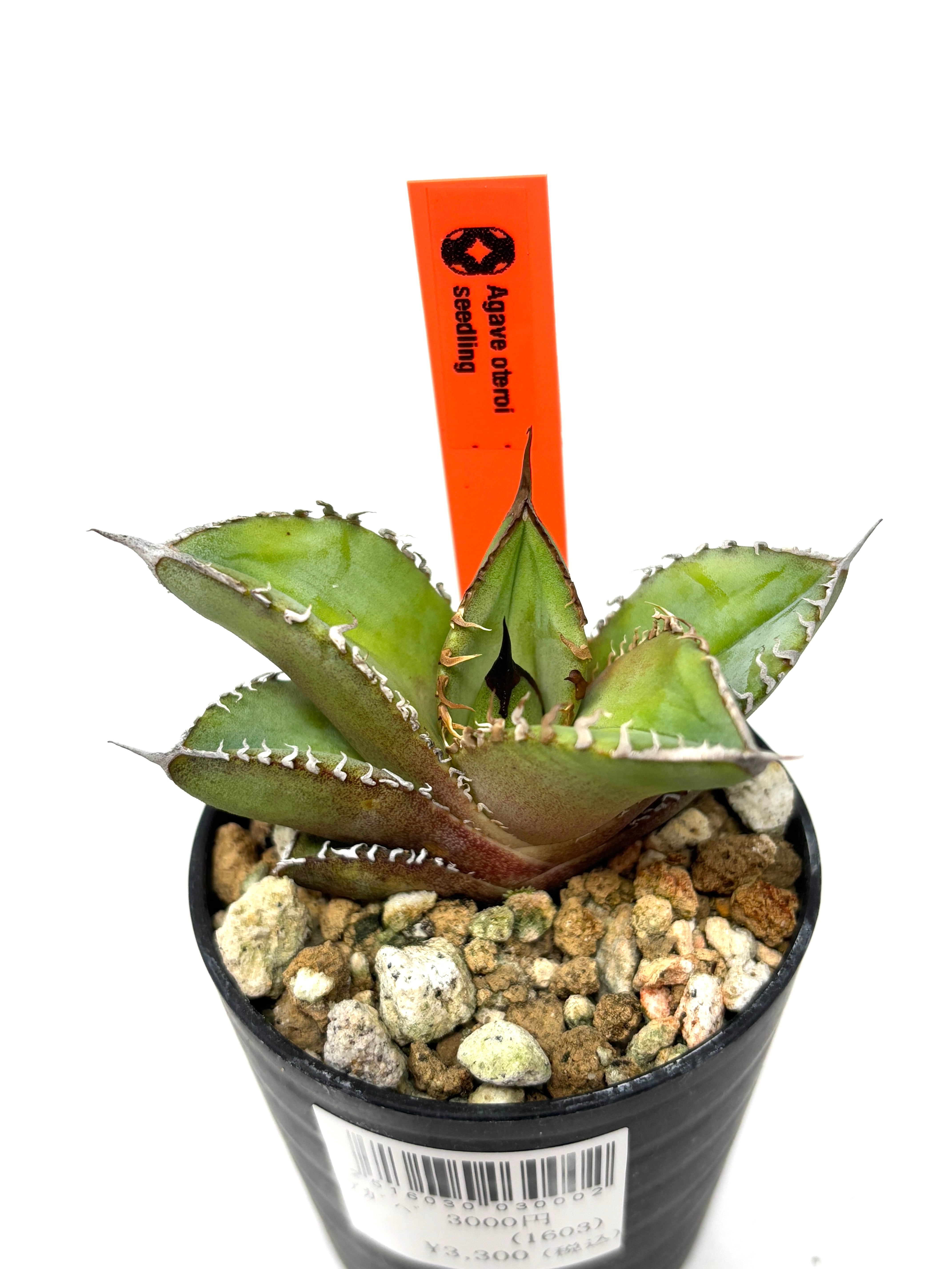 アガベ オテロイ実生 抜き苗発送 【公式通販】