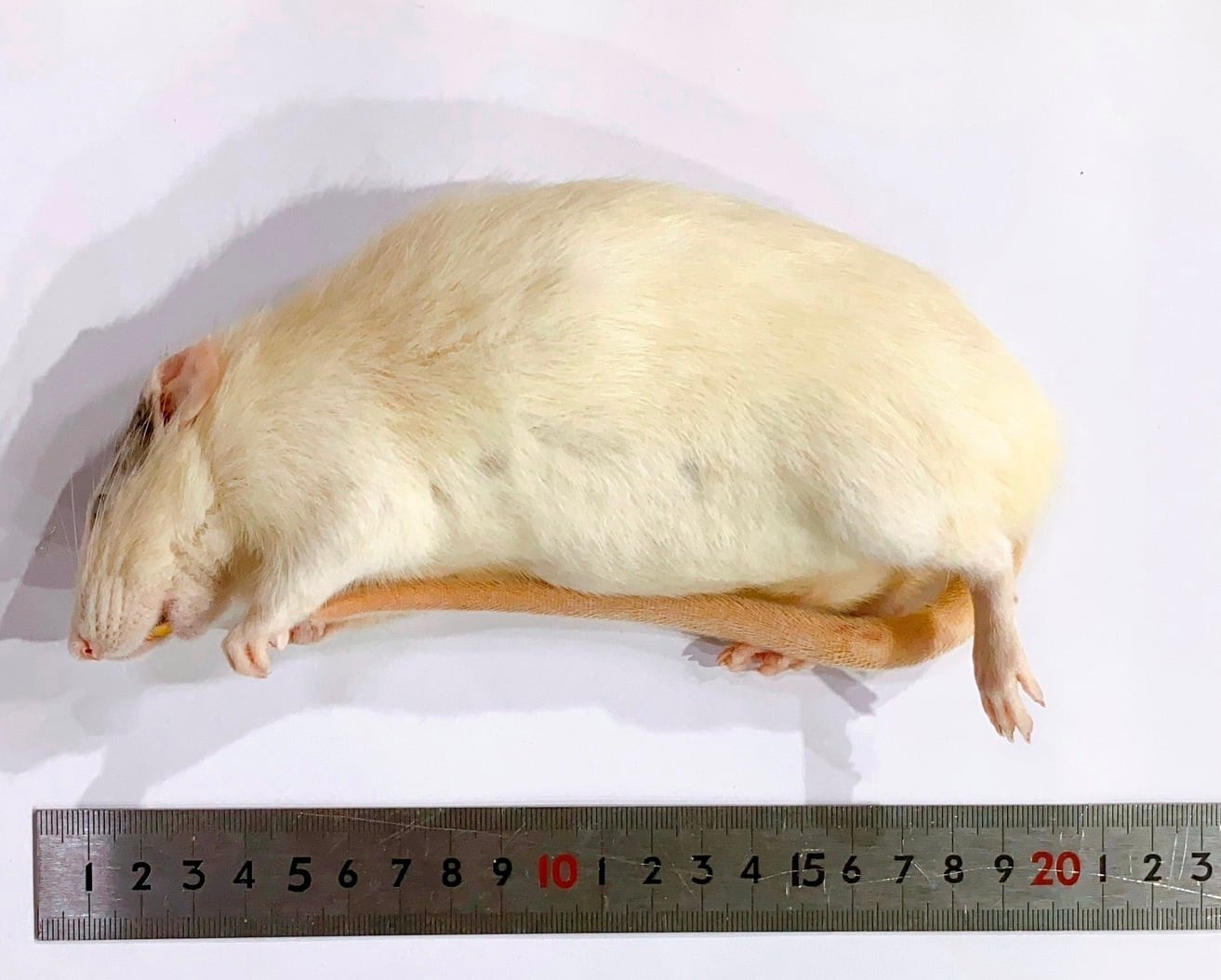 冷凍ラットS M15ヤワゲ M 3M L7 L 8 冷凍ラットS M15ヤワゲ M 3M L7 L 8