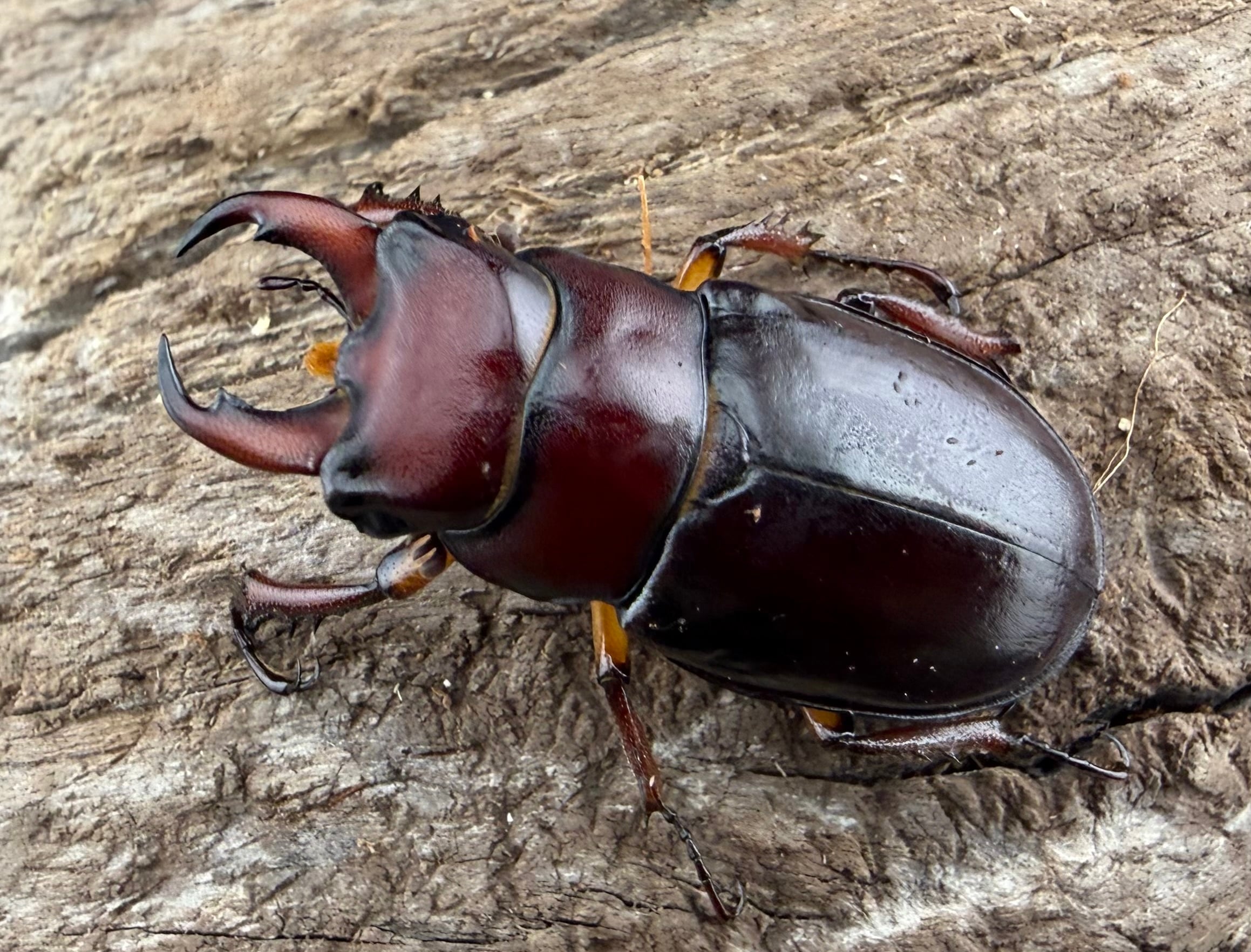 カプレオルスミヤマクワガタ 35mm ペア》 | KPW公式オンラインショップ