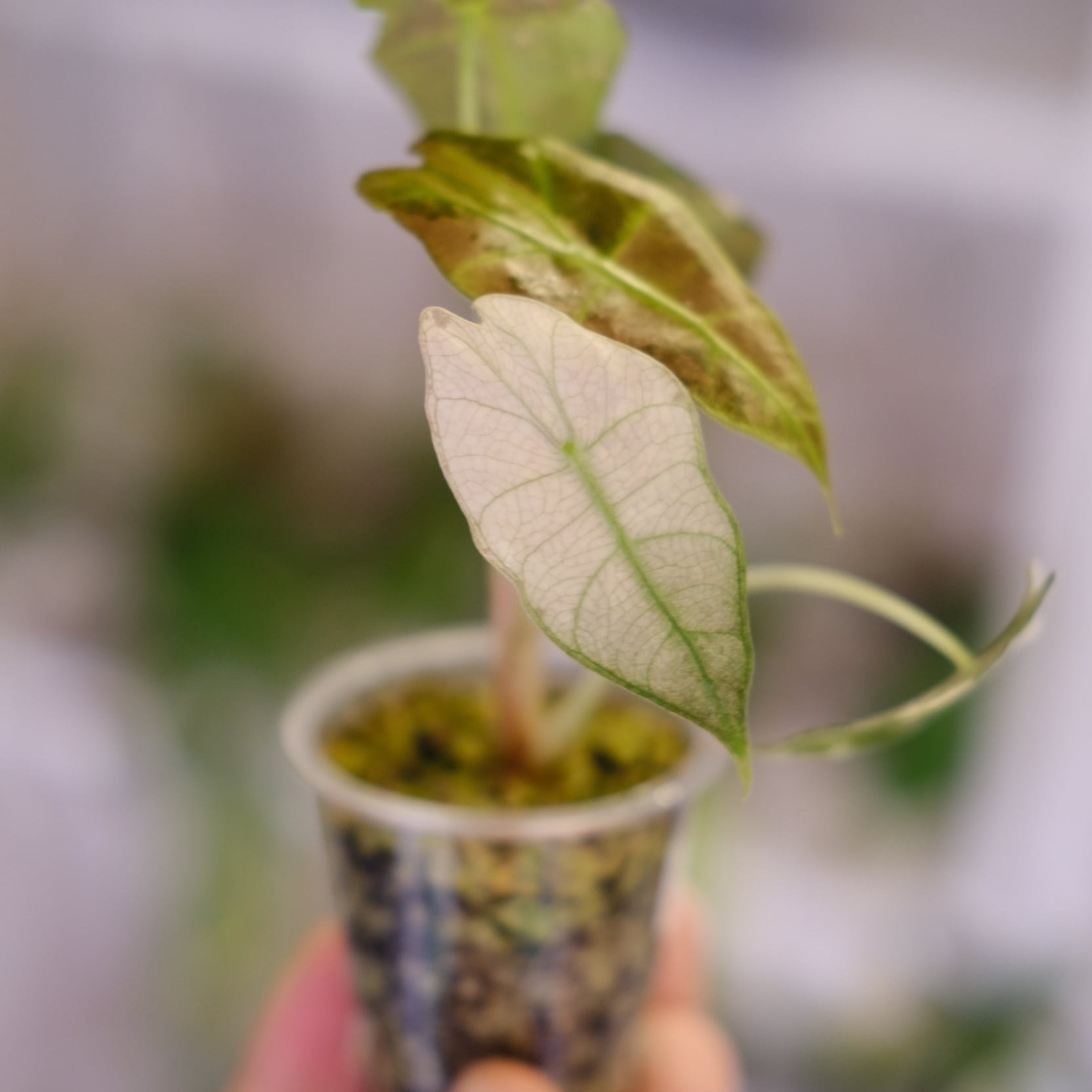 Alocasia Amazonica Polly Pink varigated④ / アロカシア アマゾニカ