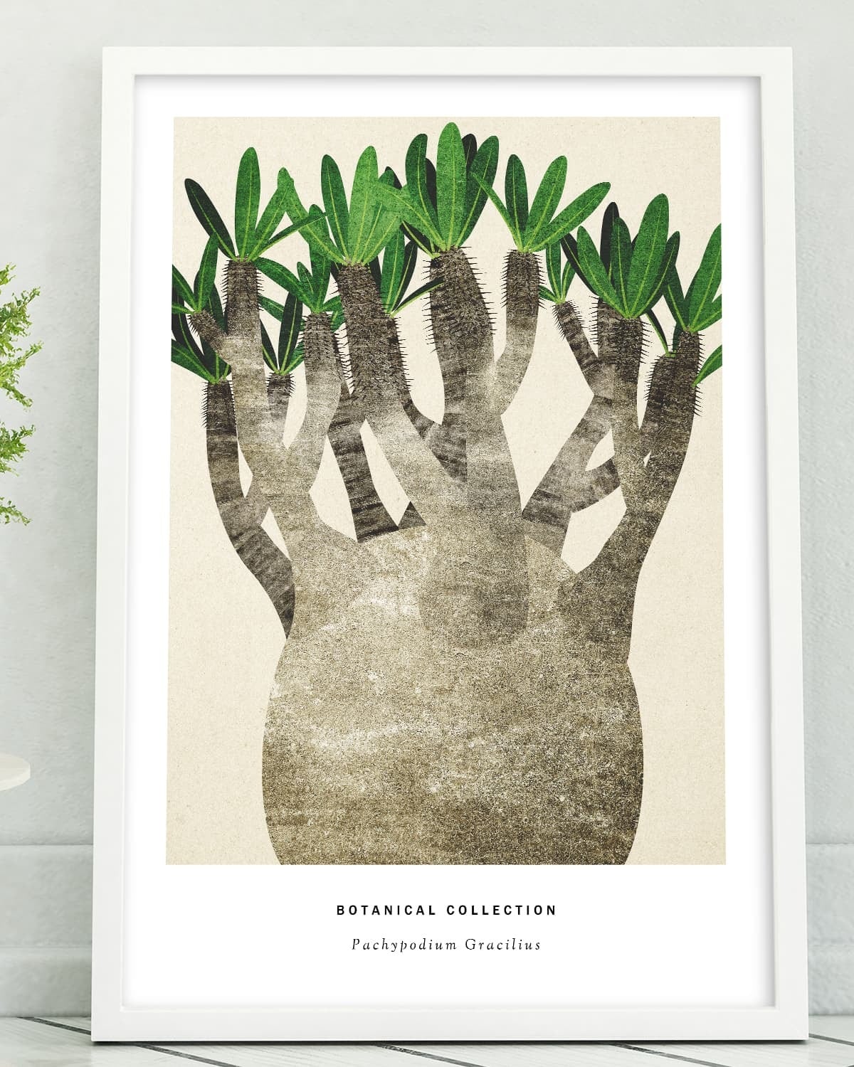 アートポスター / Pachypodium No.2 eb188 | EITRIBRO(エイトリブロ