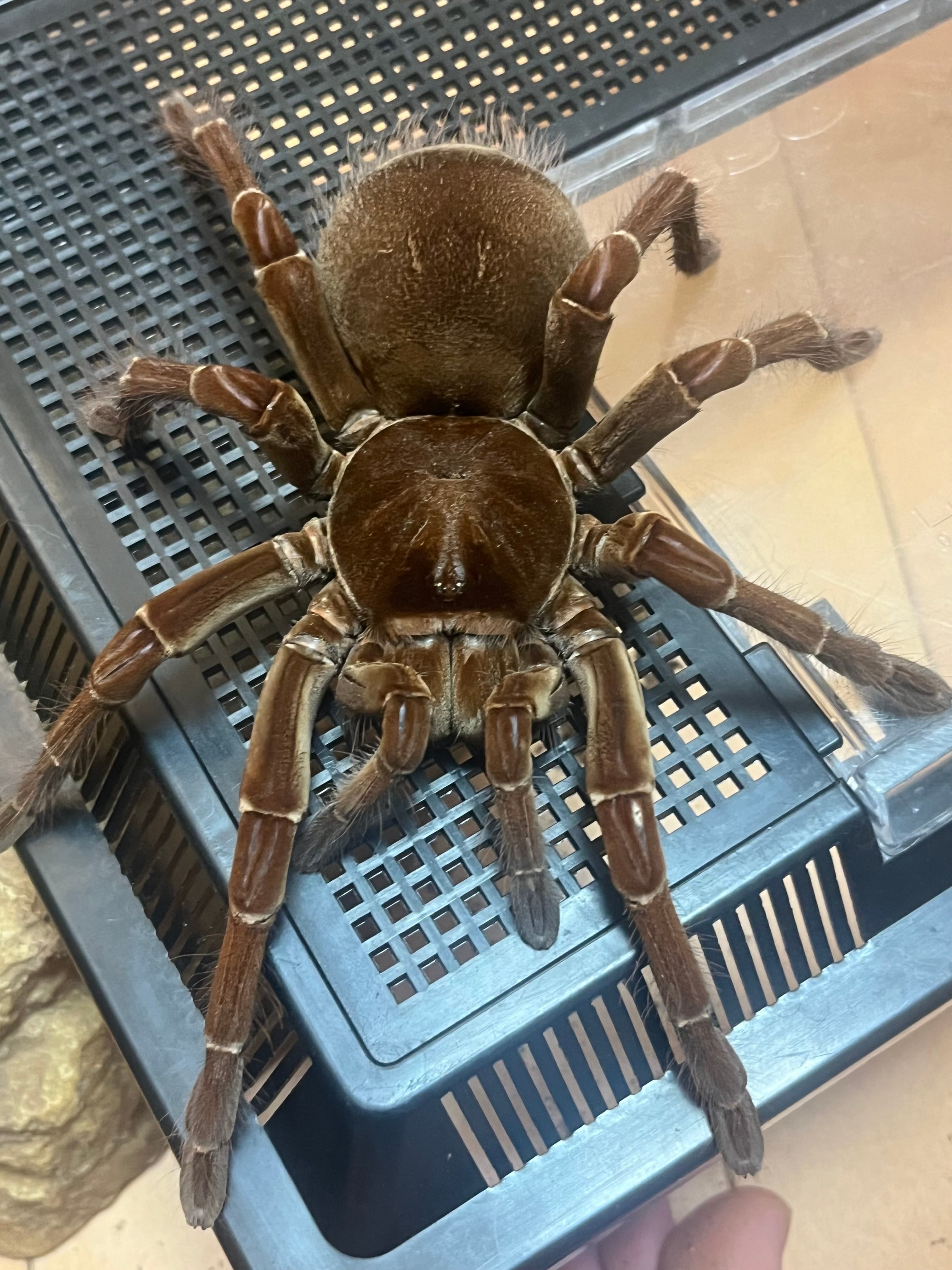 蜘蛛最大種】バーガンディーゴライアスバードイータータランチュラの