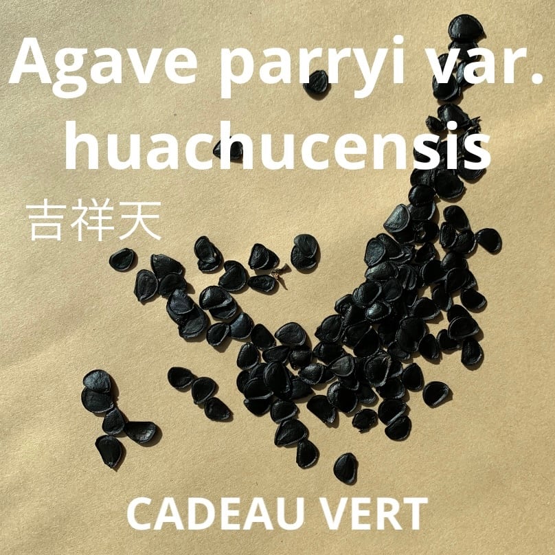 種子】Agave parryi var.huachucensis☆アガベ パリー ホーチエンシス