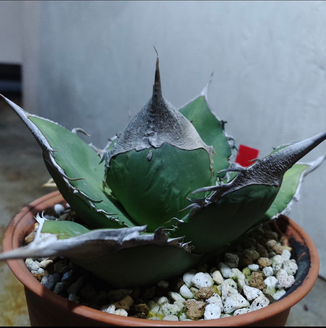 プランツレター