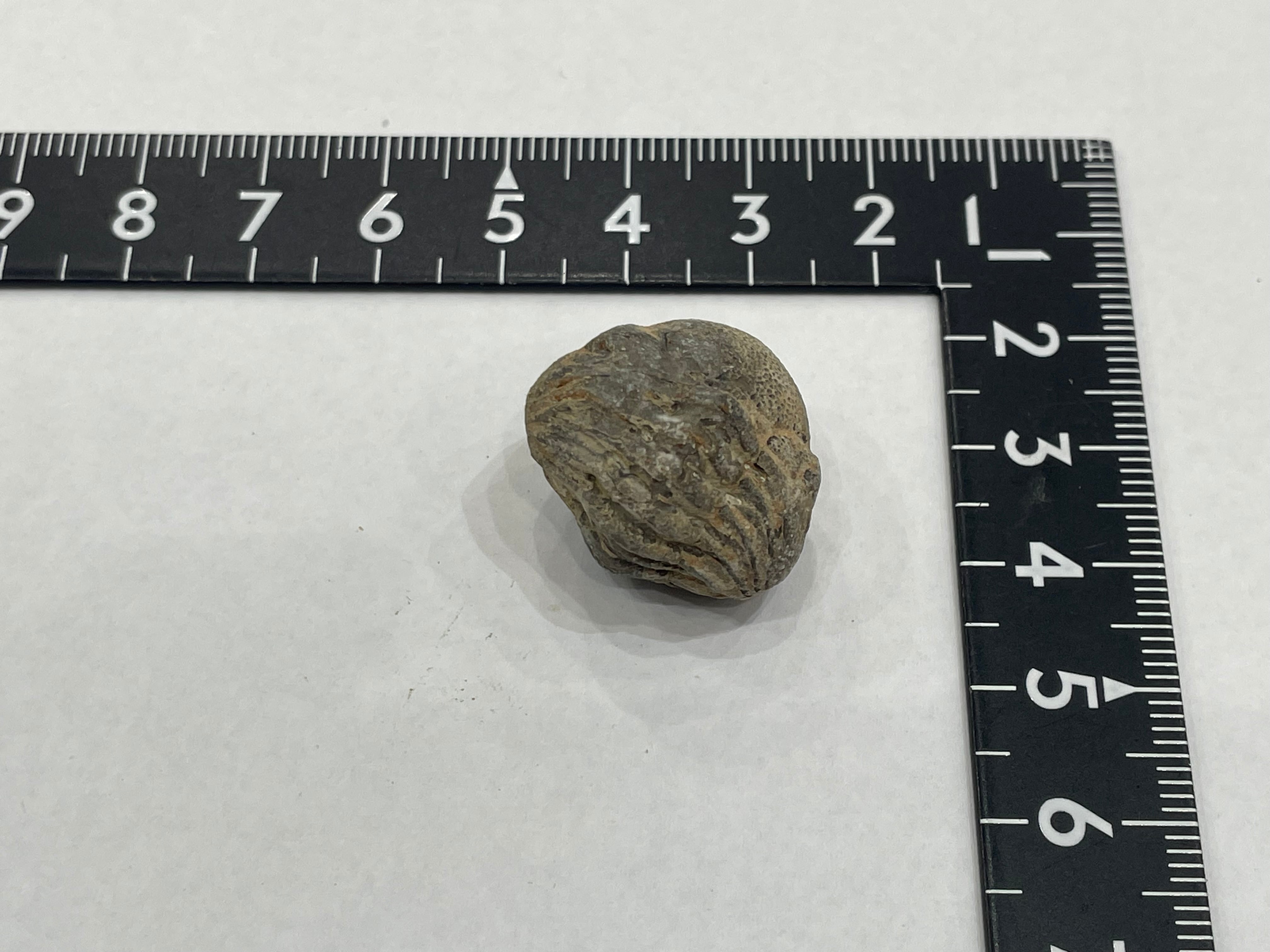 E25834】三葉虫 古生代デボン紀 化石 モロッコ 化石標本 | クリスタル