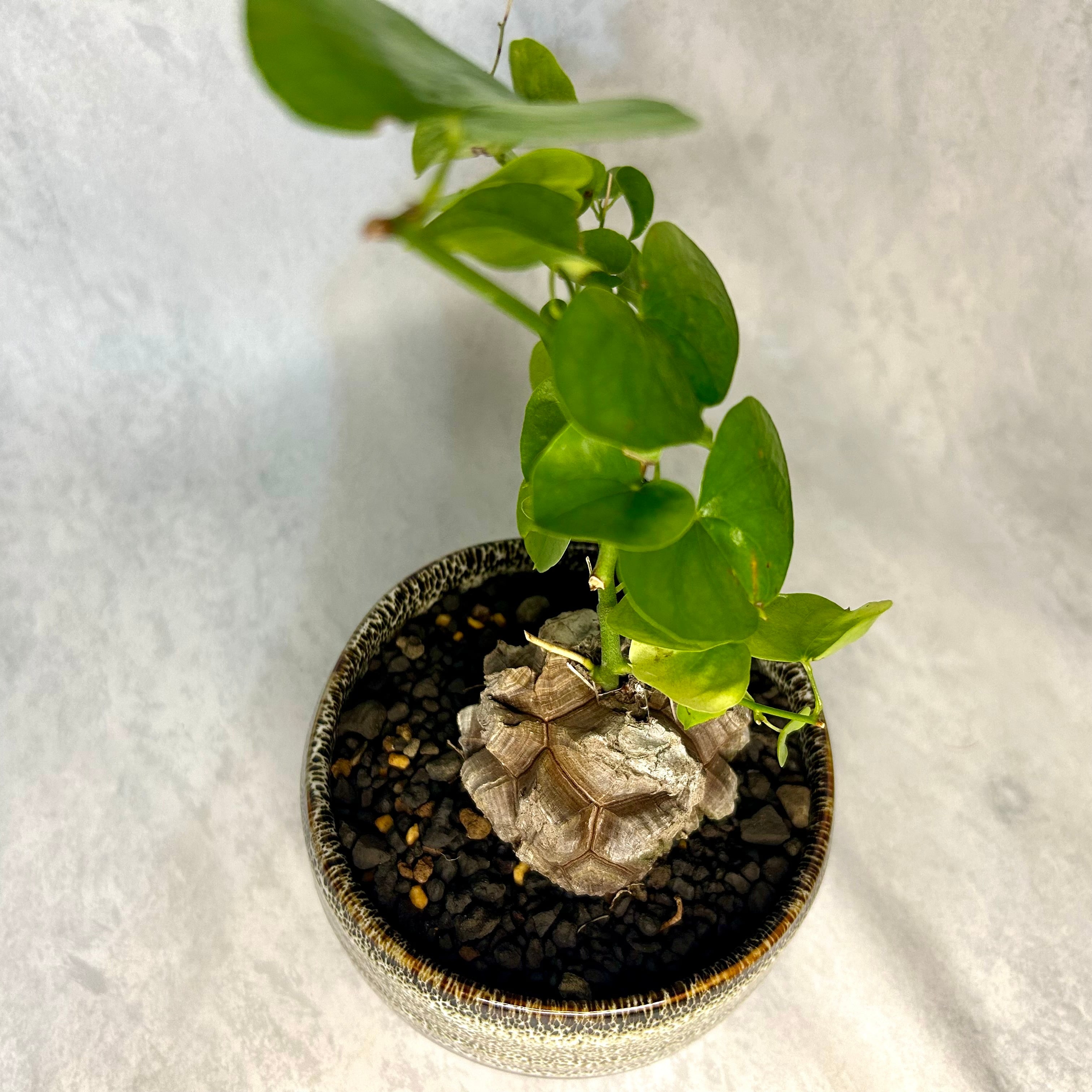 亀甲竜 (鉢入り) 5cm越え バキボコ割れ ディオスコレア 塊根植物 | PLARE