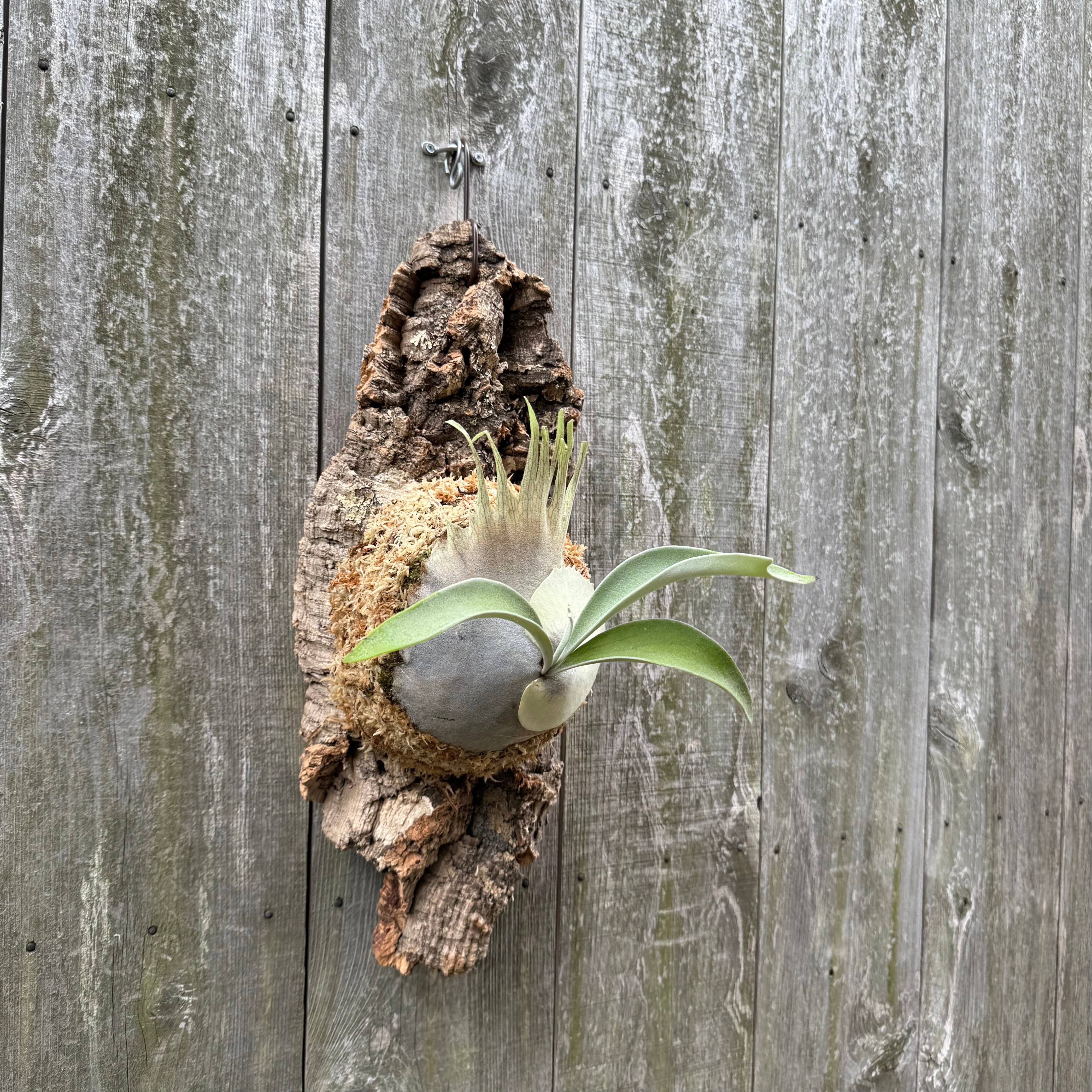 P. veitchii Auburn river | naturefix