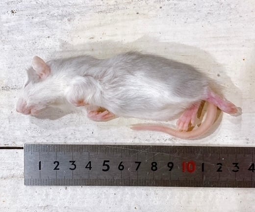 冷凍ラット SSサイズ | ネズミ屋さん